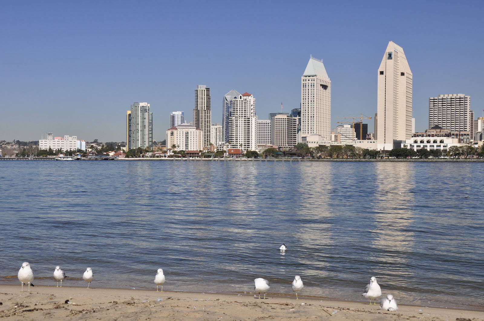 Seagulls rest on a Coronado beach across the bay from downtown San Diego in Southern California.