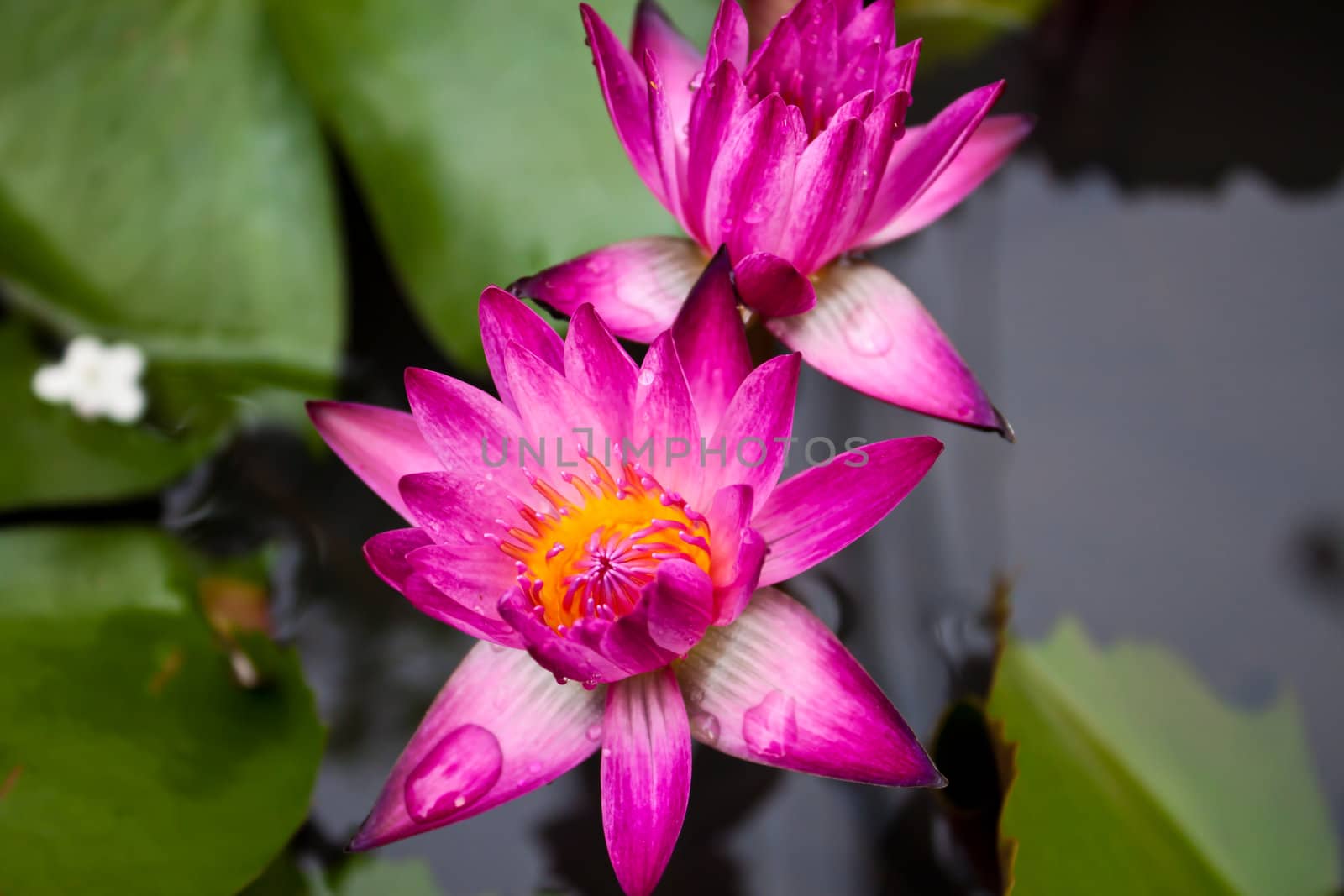 pink water lily and leaf in pond