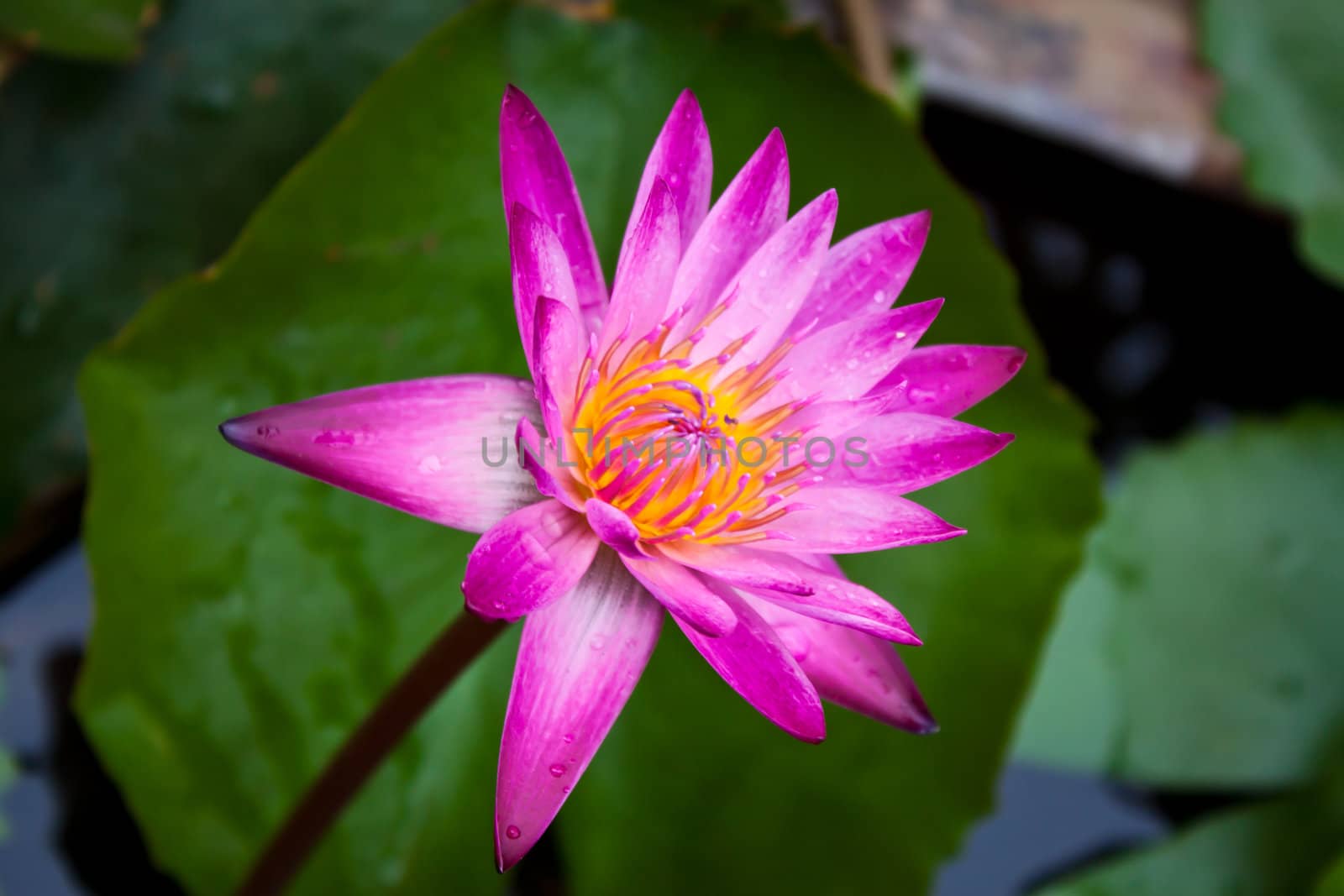 pink water lily and leaf in pond