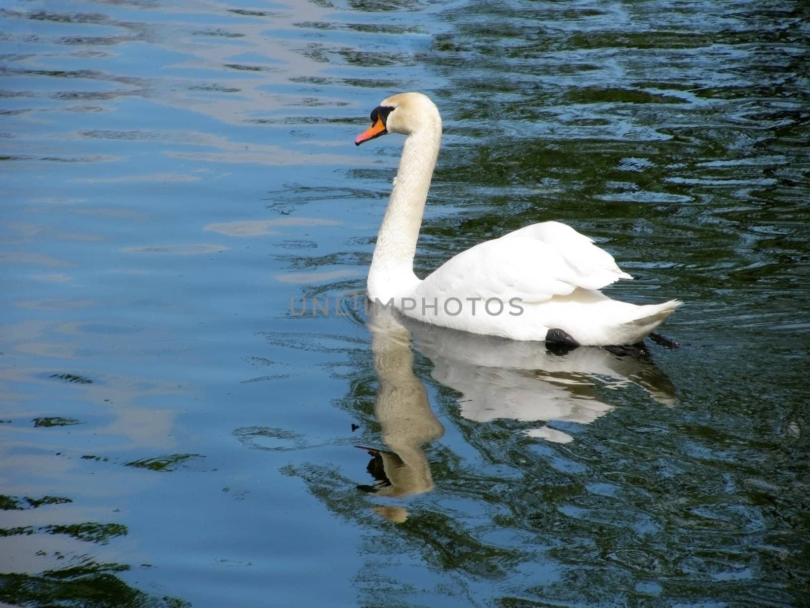 white swan floating in a pond