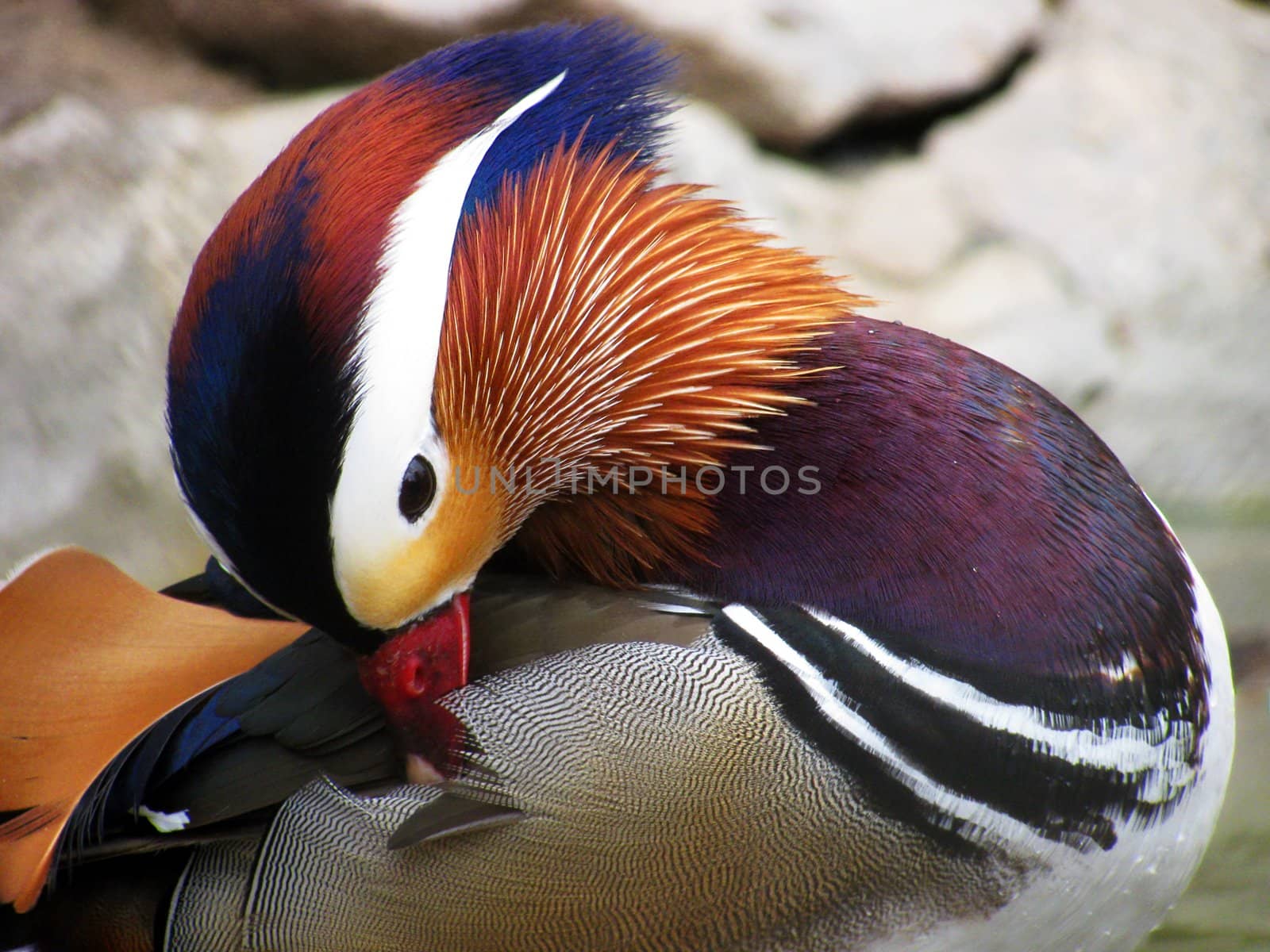 mandarin duck cleaning feathers
