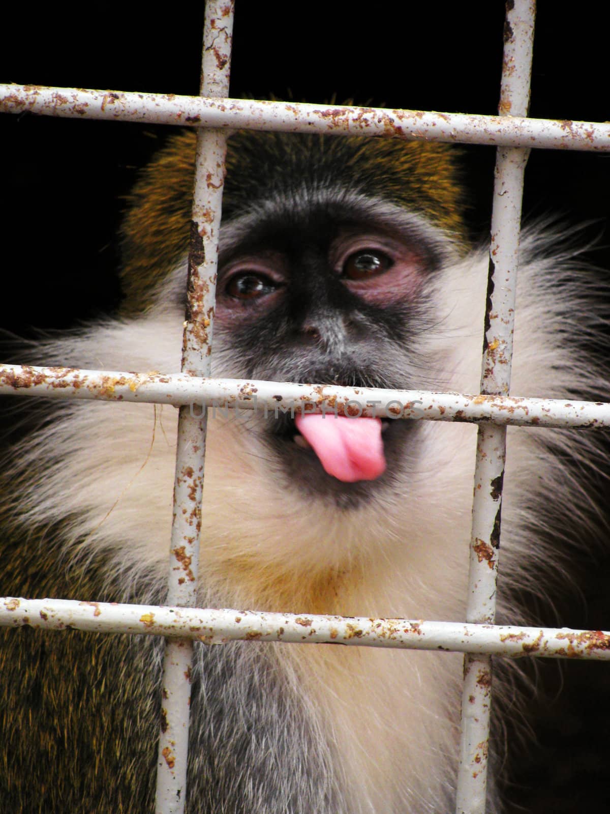 monkey in zoo cage by romantiche