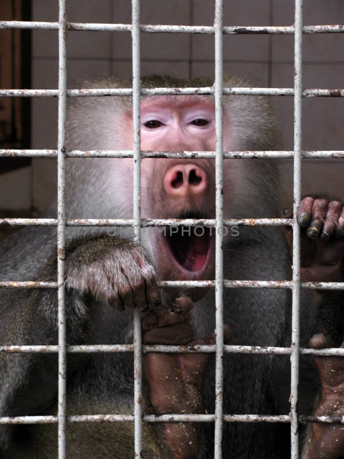yawning monkey in a zoo cage