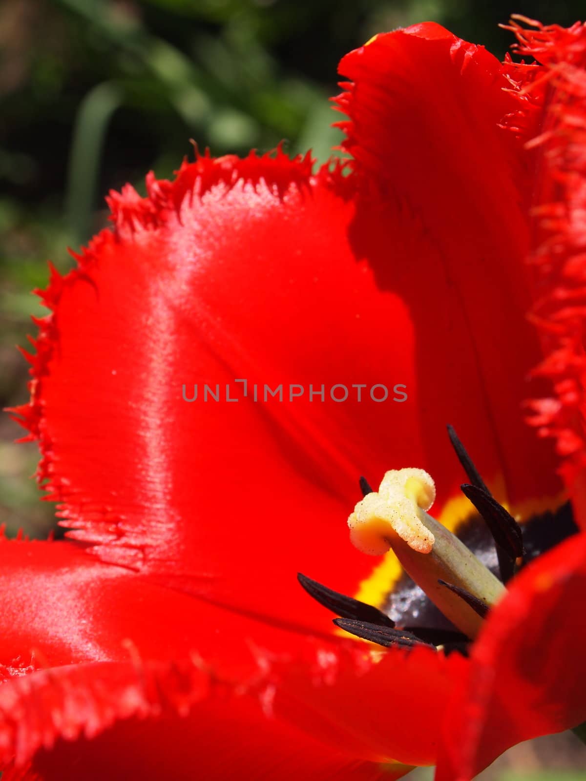 red, velvety petals of a tulip, close-up