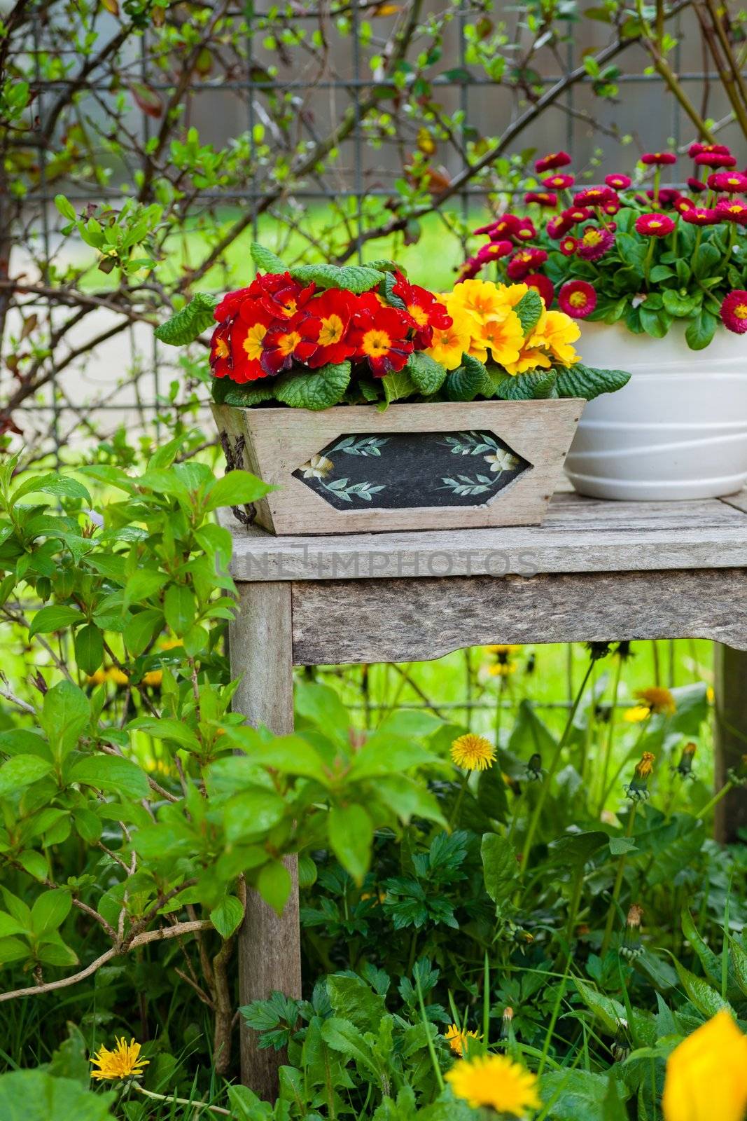 Pretty potted daisy in a beautiful garden