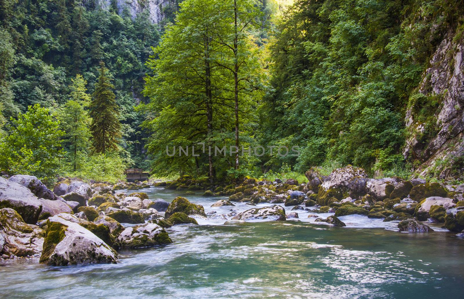 mountain stream, fairy trees on the banks, morning