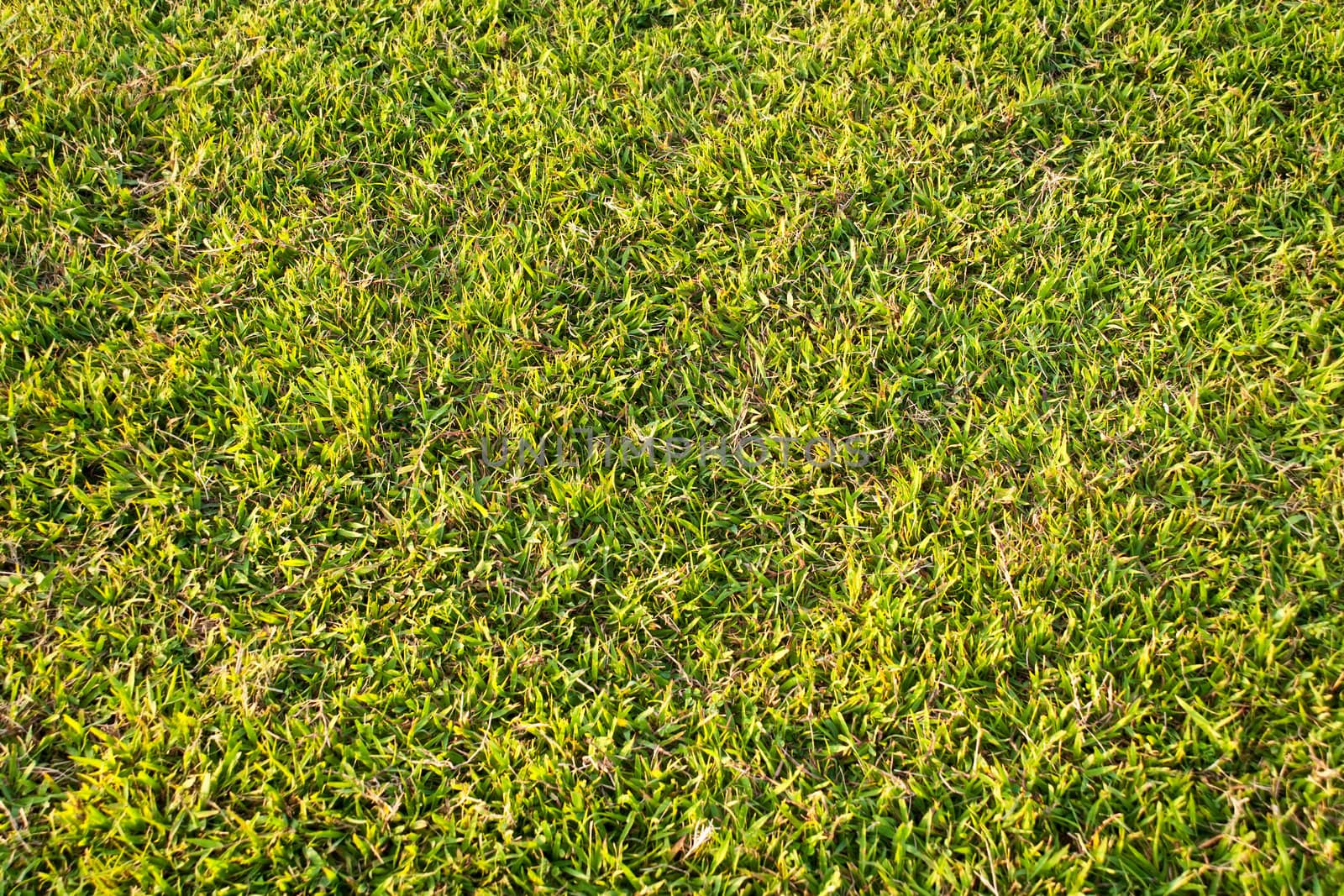 soccer field green grass