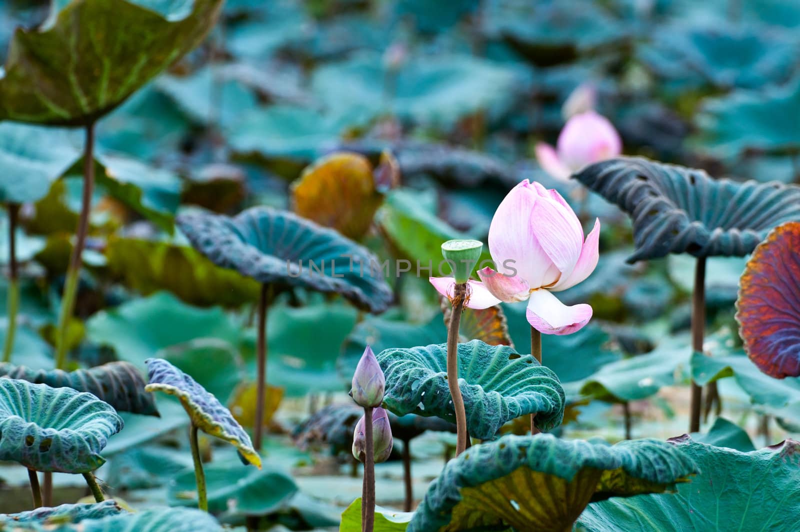 View of quiet backwater lake with lotuses