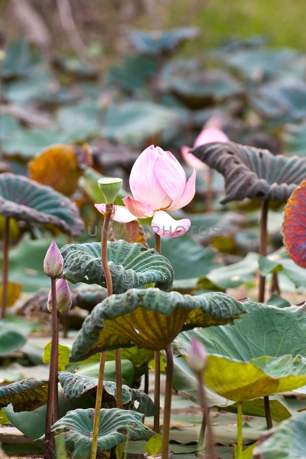 View of quiet backwater lake with lotuses  by Yuri2012