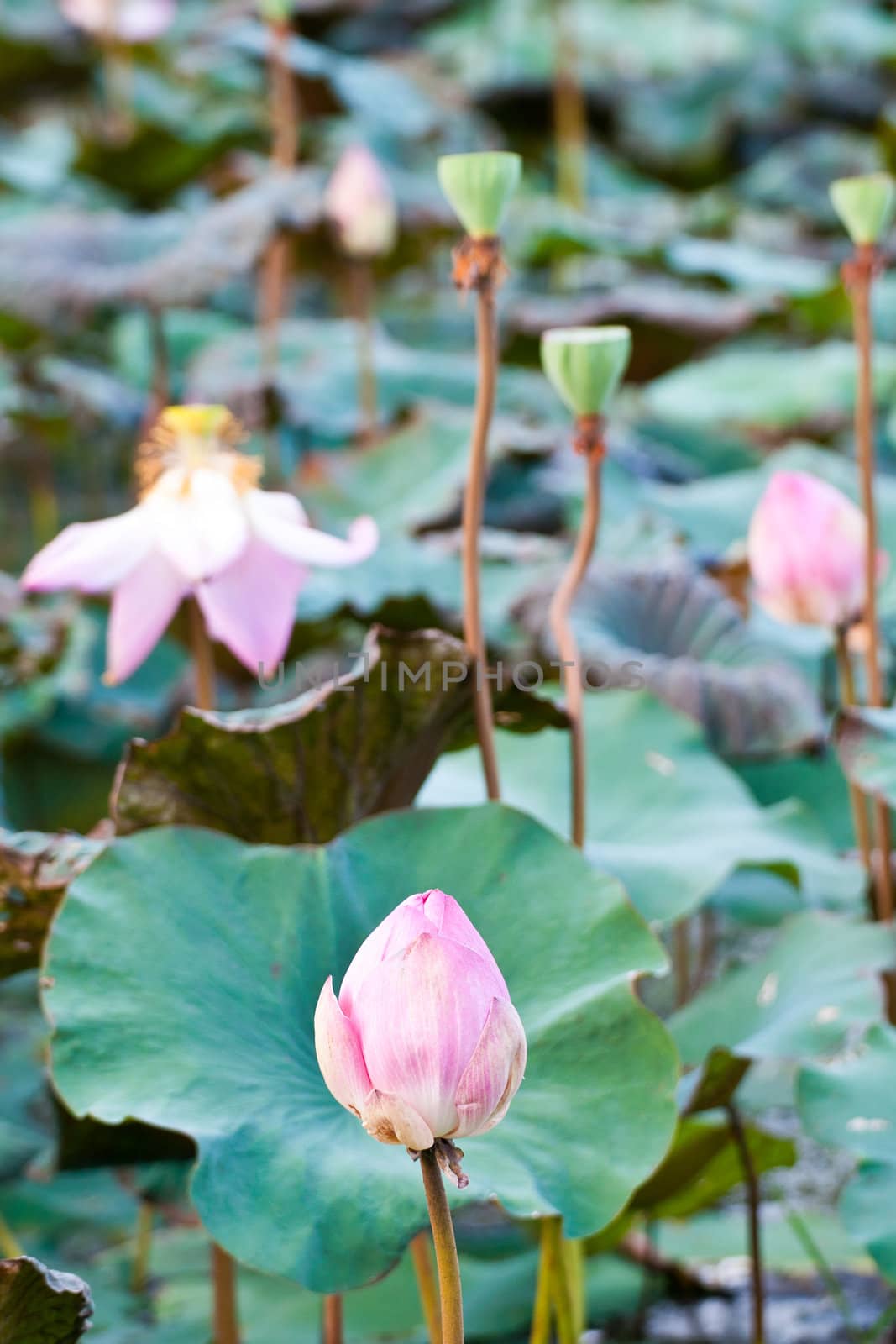 View of quiet backwater lake with lotuses