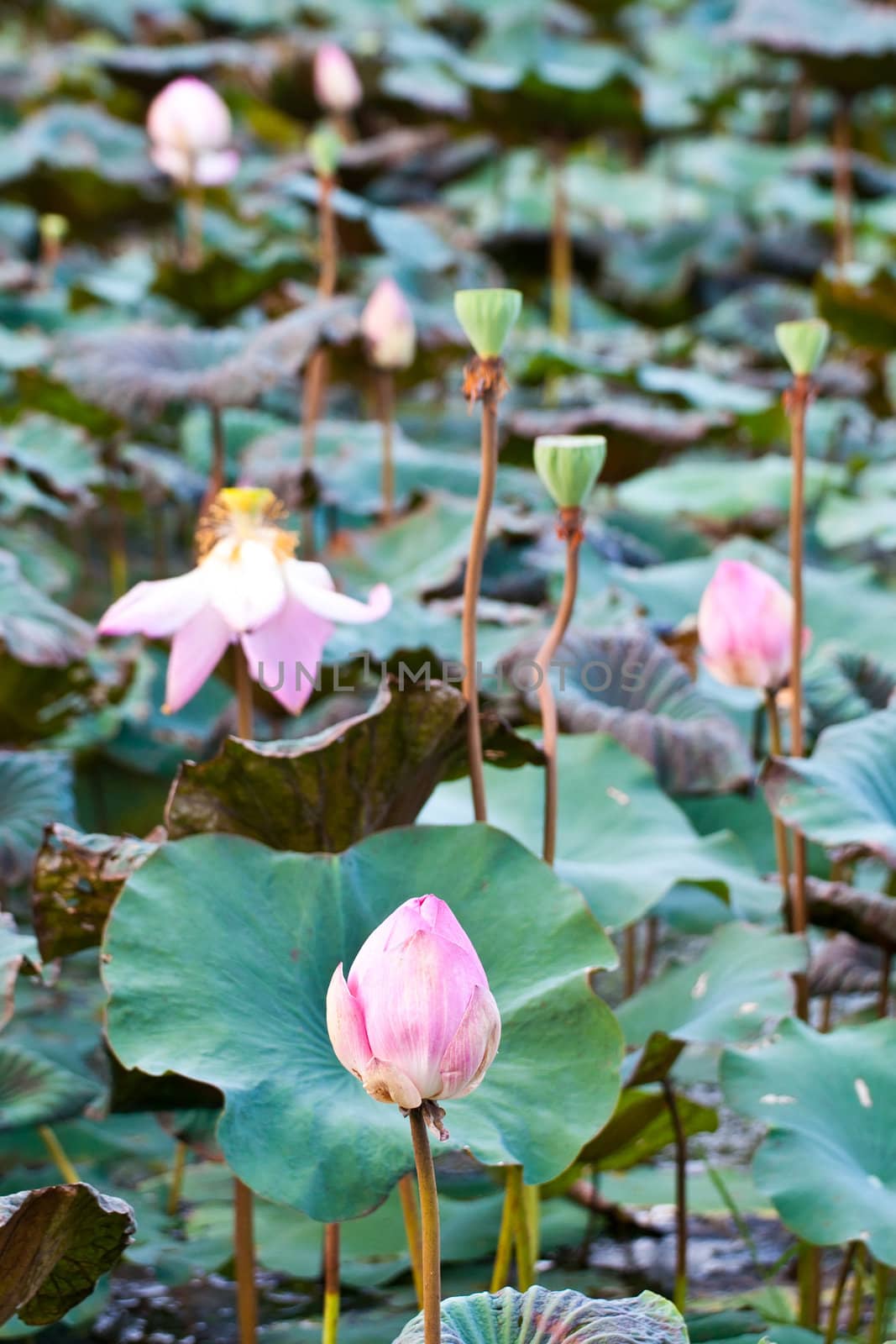 View of quiet backwater lake with lotuses