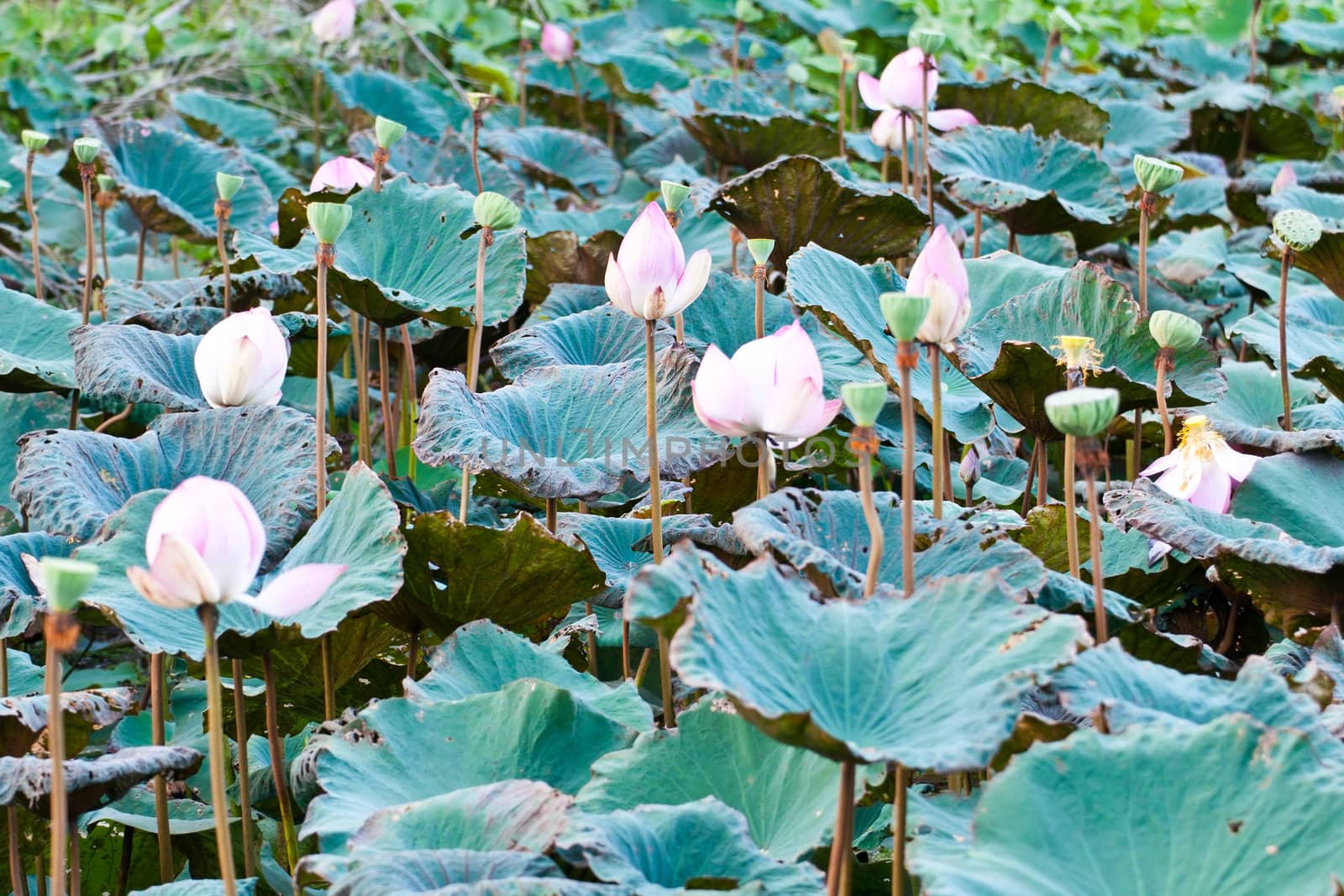 View of quiet backwater lake with lotuses