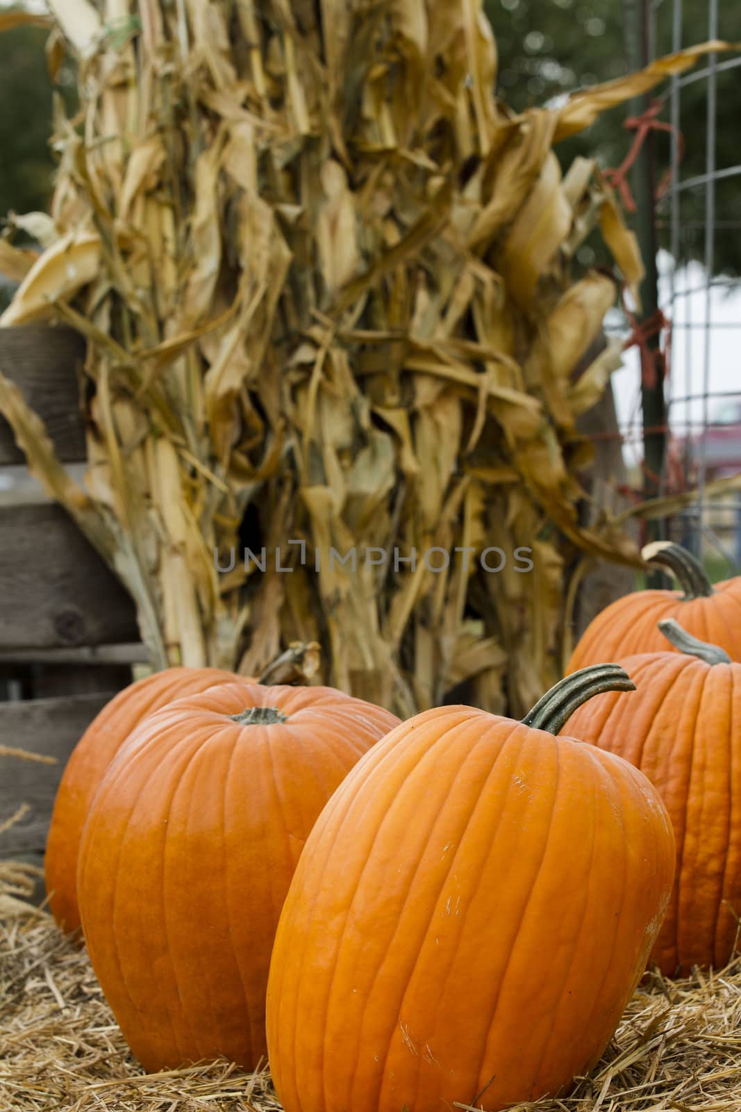 Large pumpkins on a bed of straw with corn stalks in the background