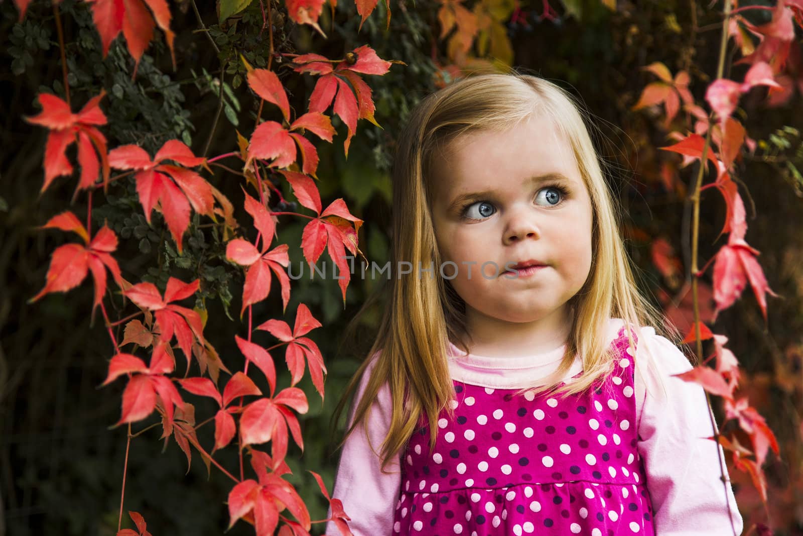 Portrait of a young girl agains leaves showing fall/autumn colors 