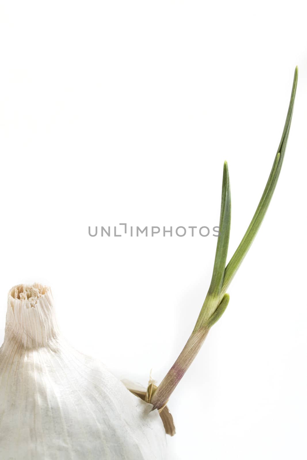 Organic garlic sprouting from the cloves and breaking through it's skin