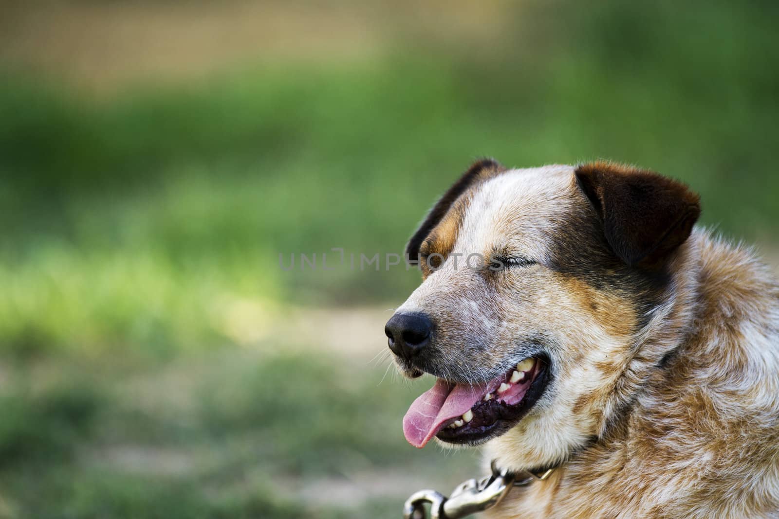 During a hot day a single dog on a leash is resting in the yard. Eyes closed and tongue out.