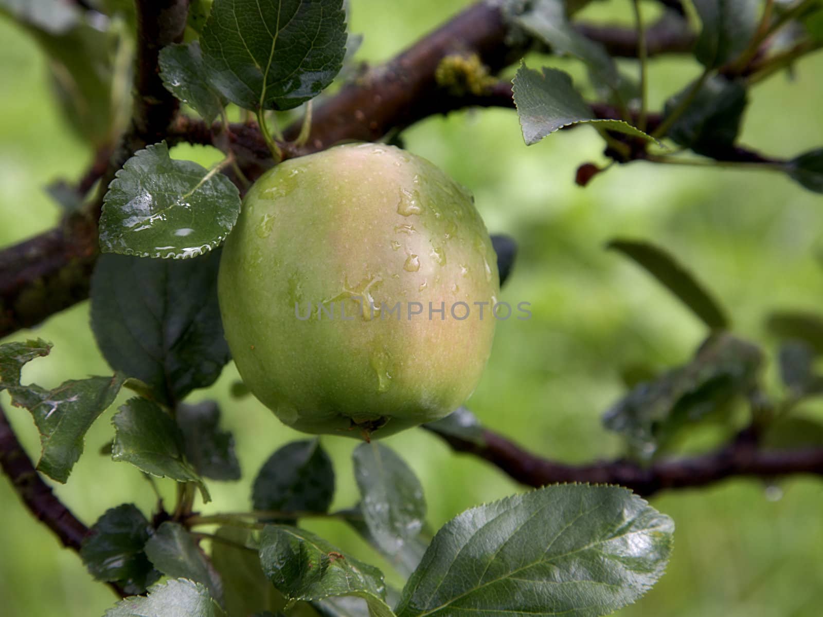 Apple on a tree after a rain