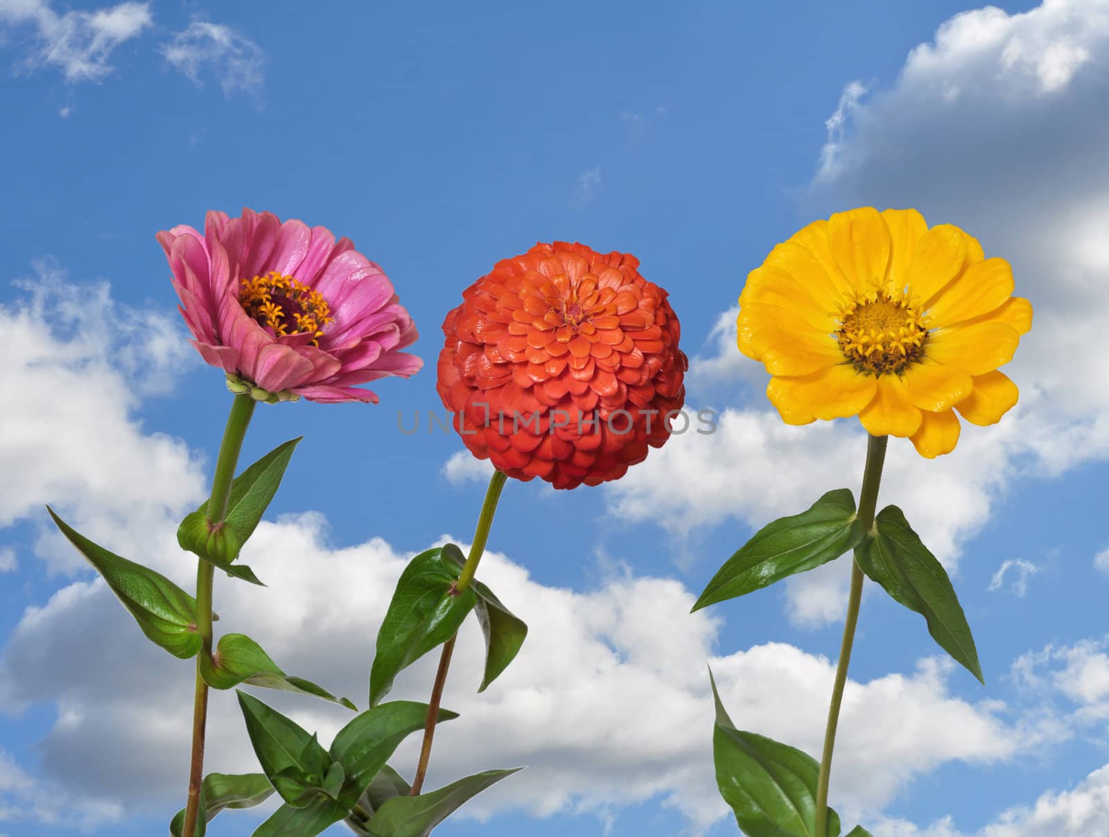 Flowers Zinnia with green leaves and blue sky