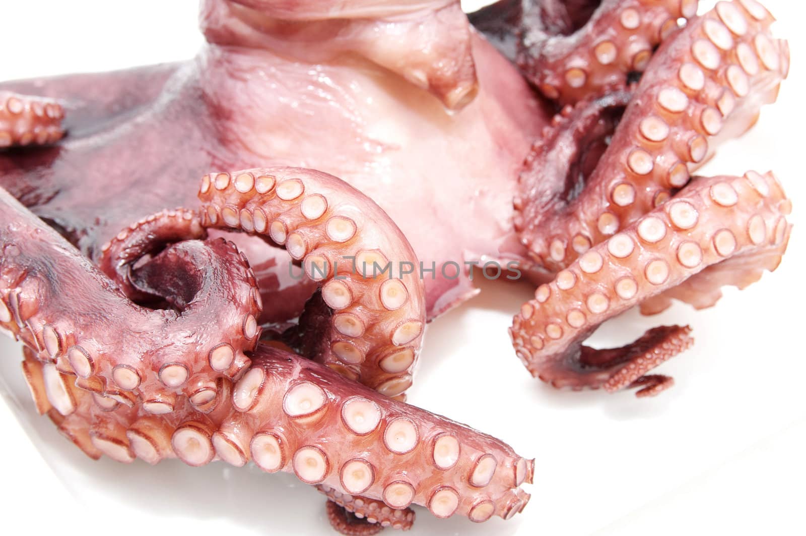 octopus on white background