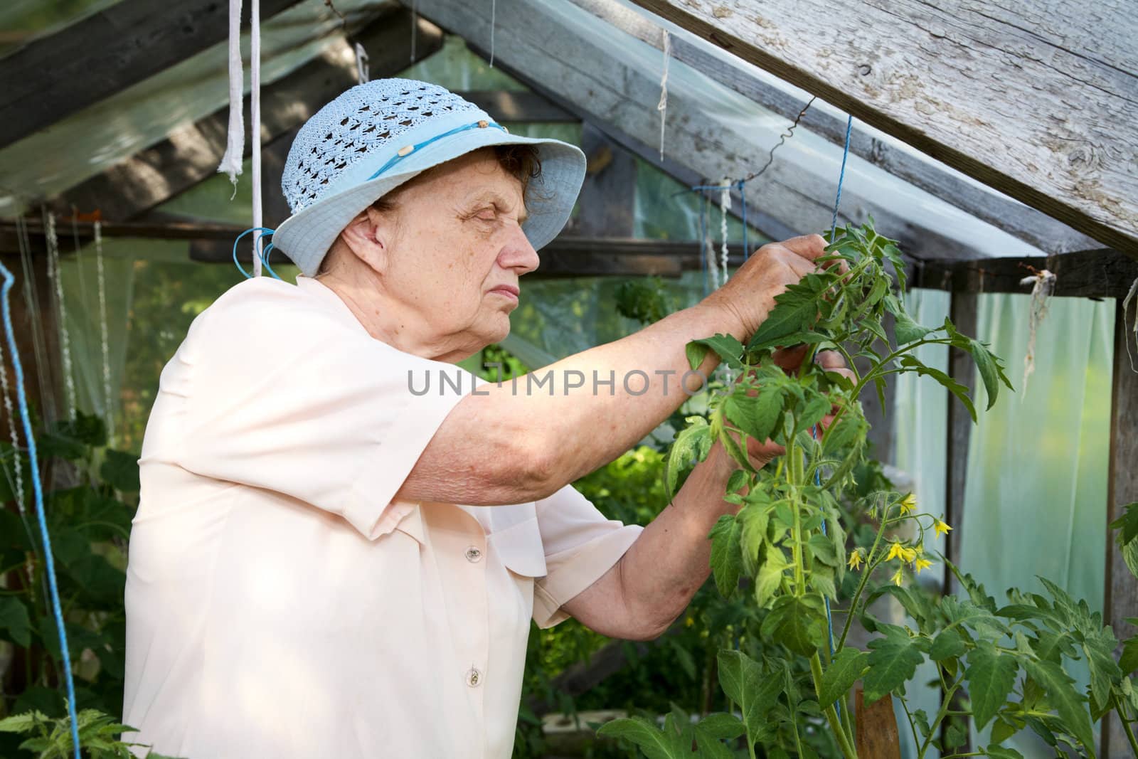 The old woman in a hothouse at bushes of tomatoes