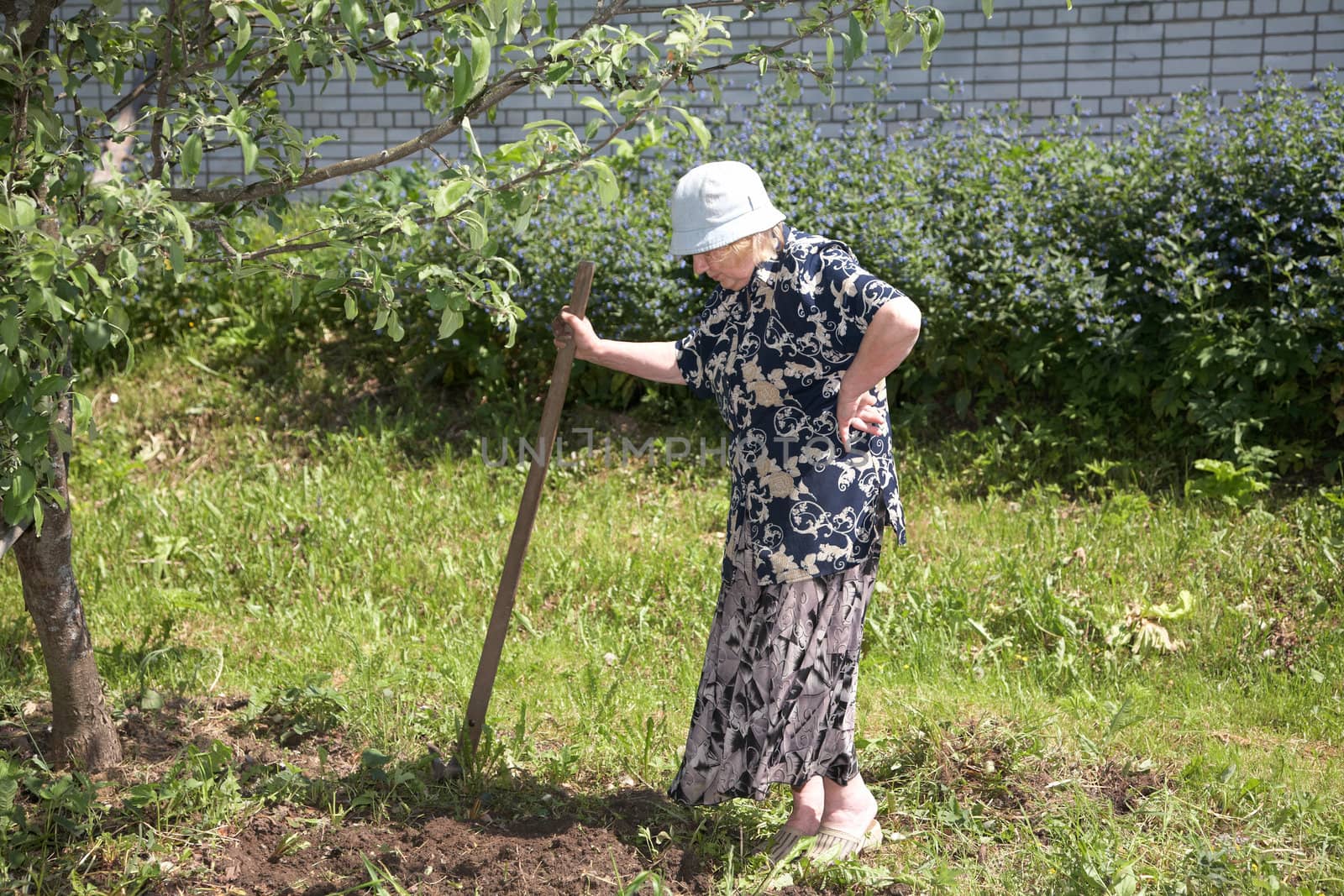 The old woman with a chopper works in a kitchen garden