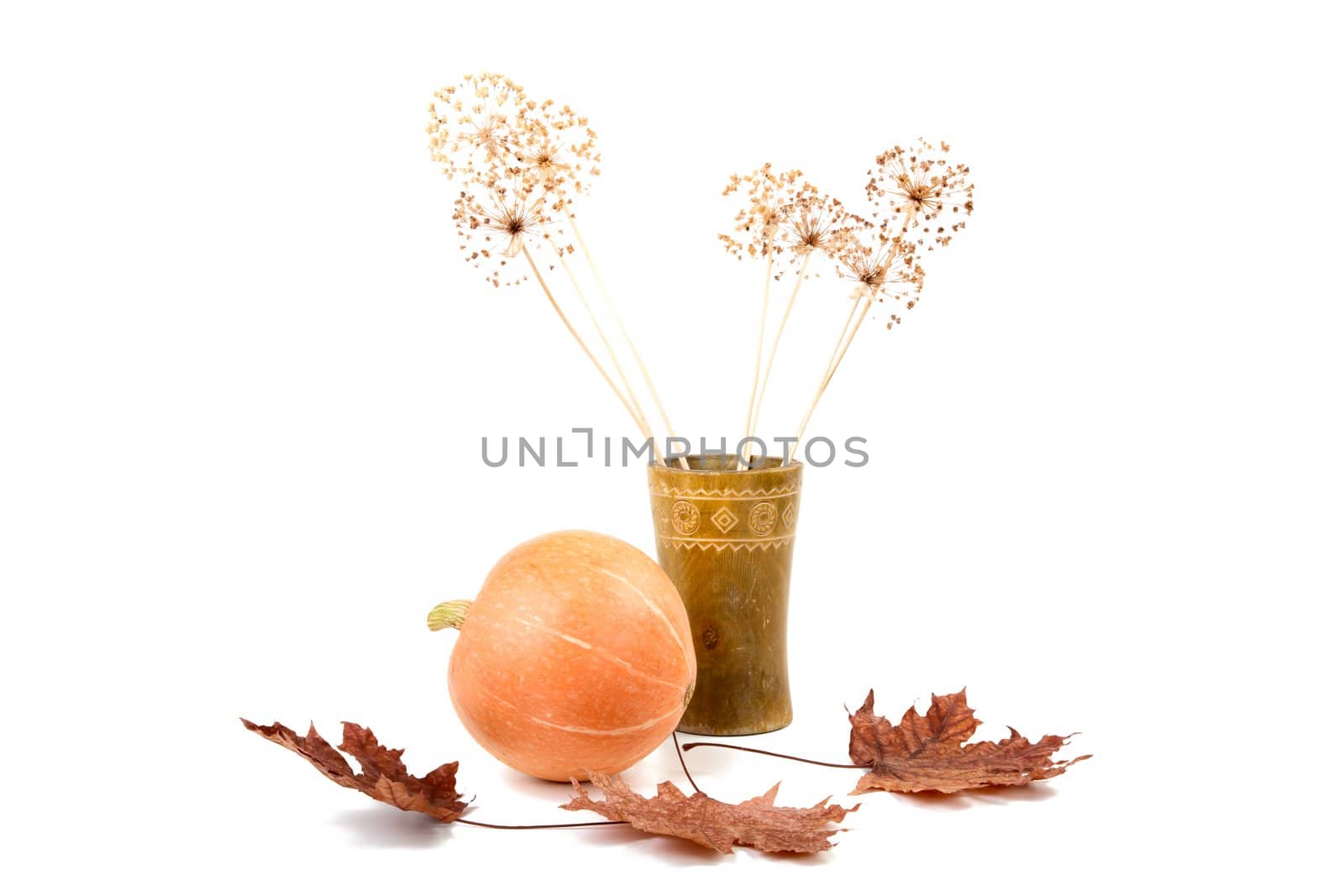 Pumpkin dry flowers and leaves isolated on a white background