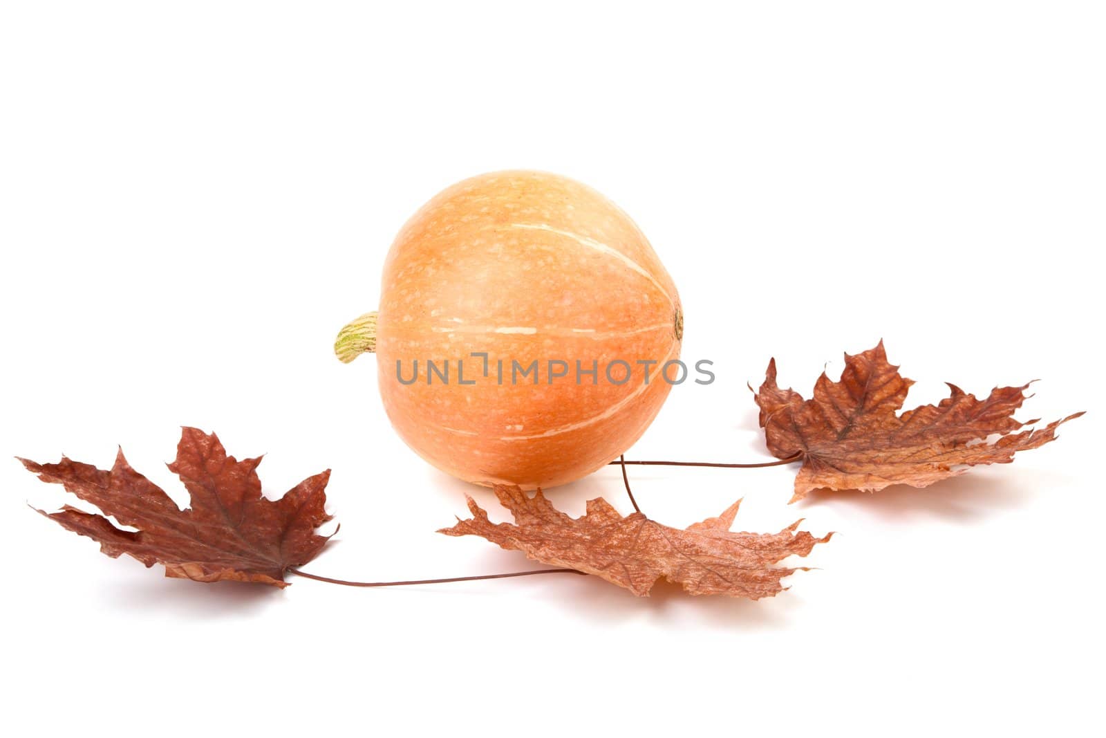 Pumpkin and dry leaves  isolated on a white background