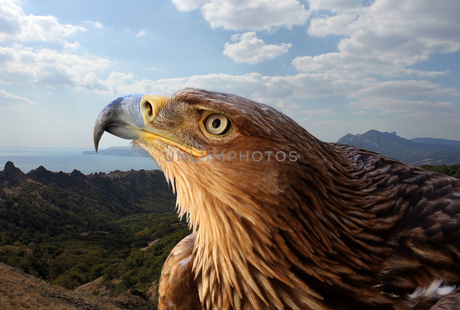 golden eagle over mountains landscape