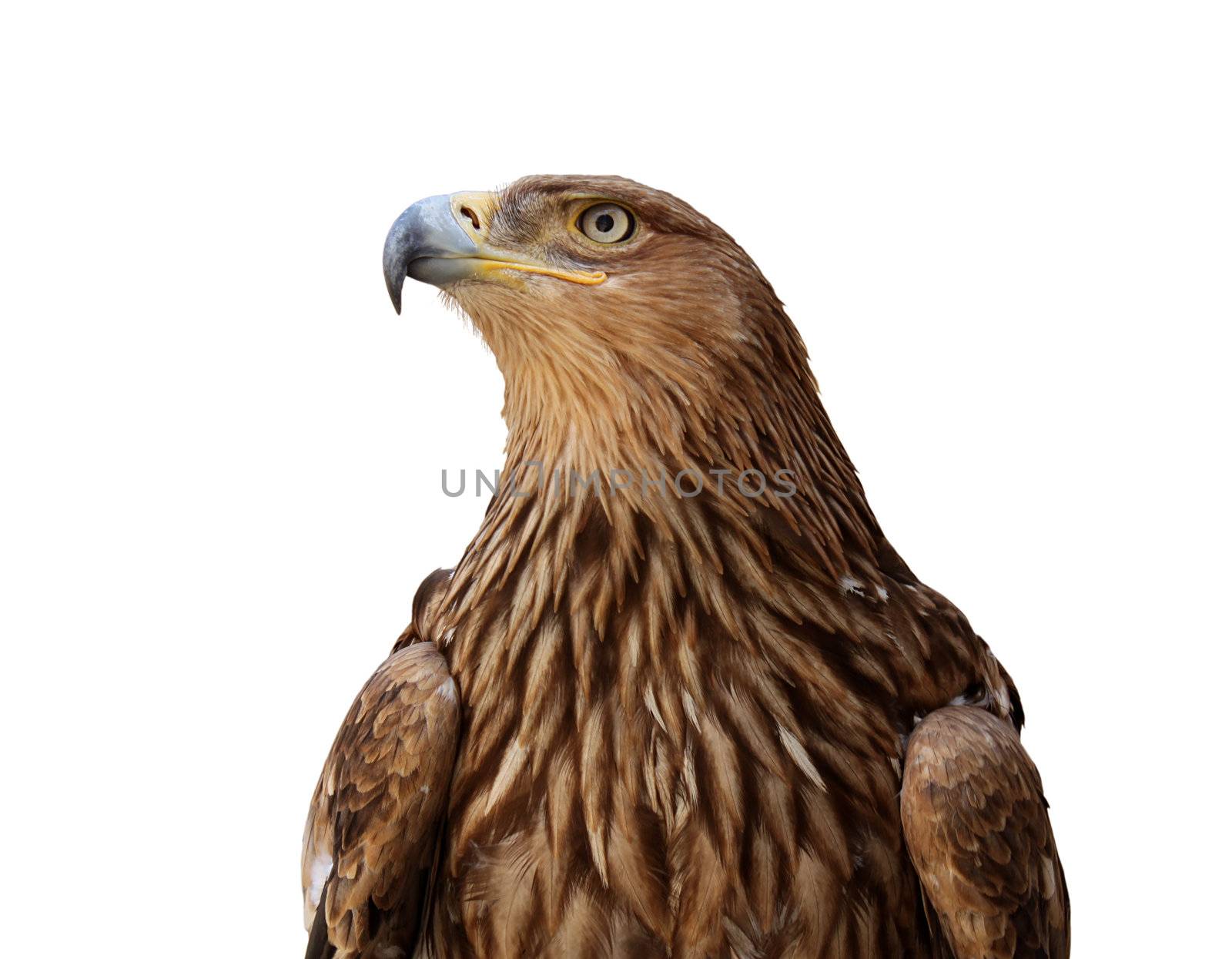 golden eagle over white