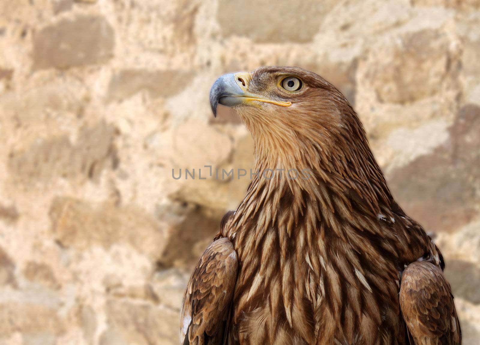 close up of golden eagle in front of wall
