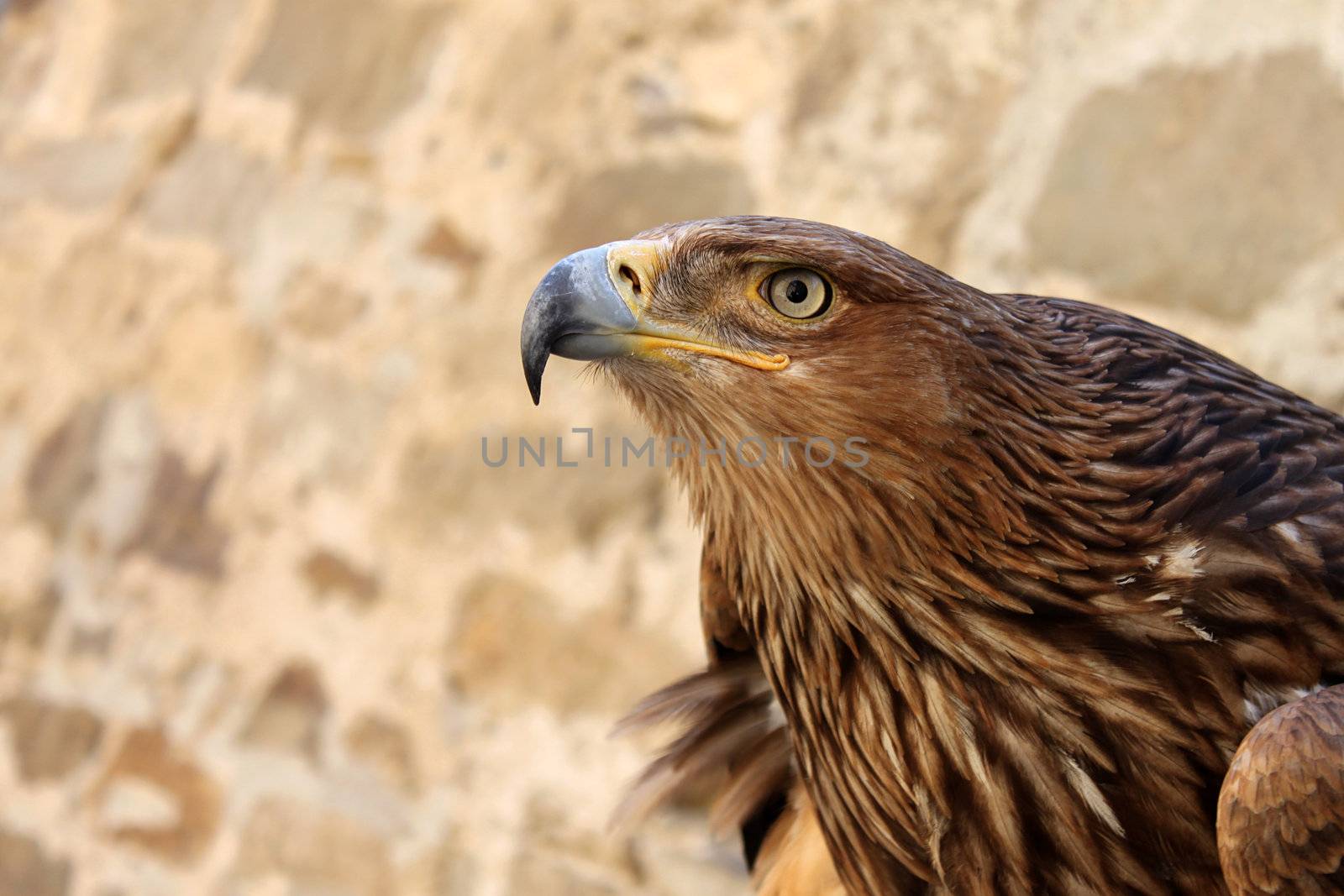 close up of golden eagle in front of wall