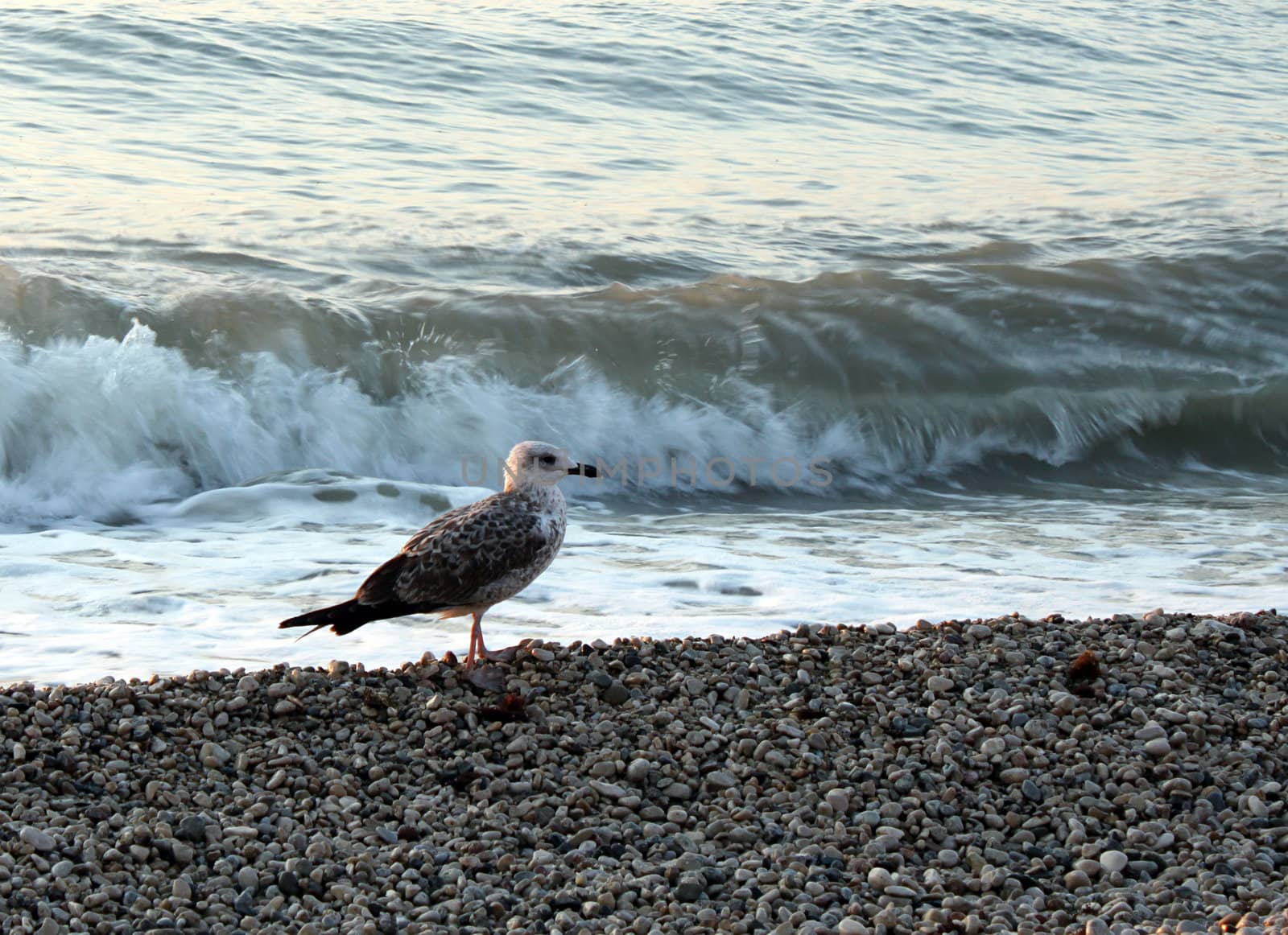 seagull on coast at morning