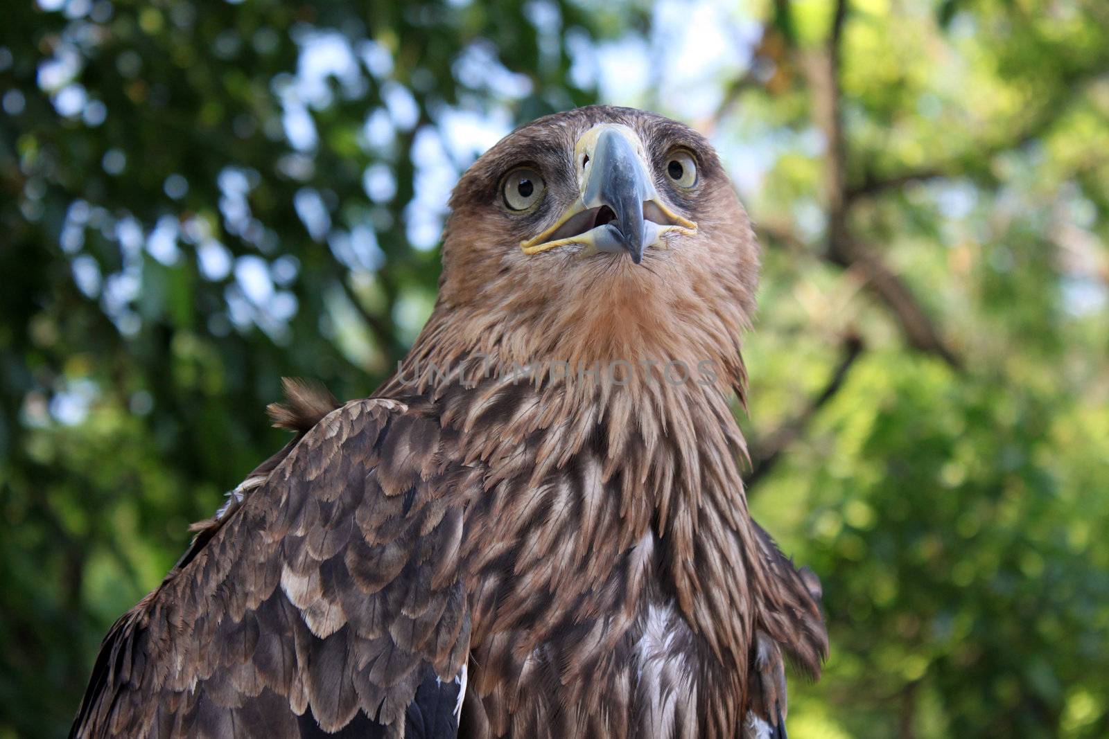 golden eagle over trees