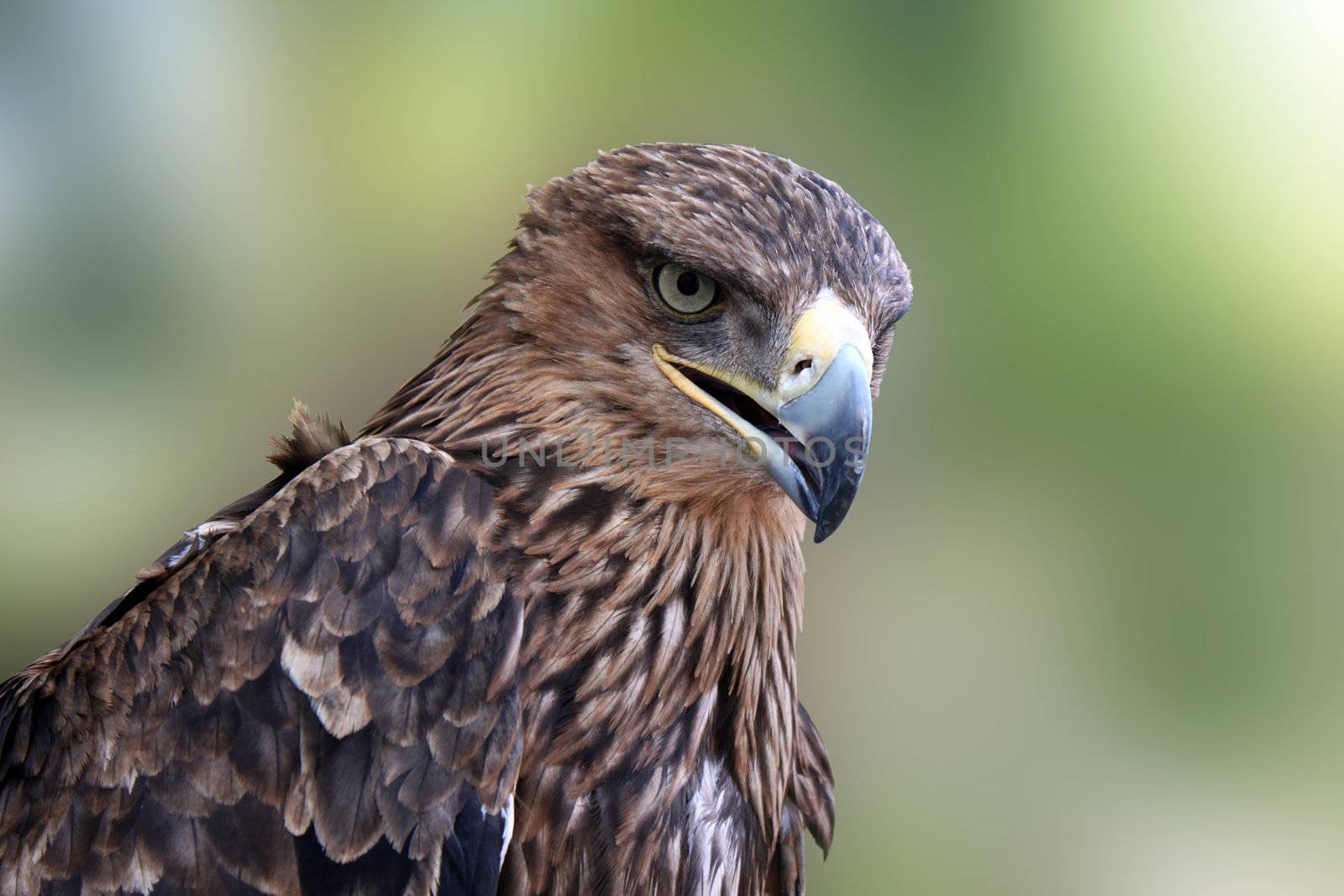 close up of golden eagle