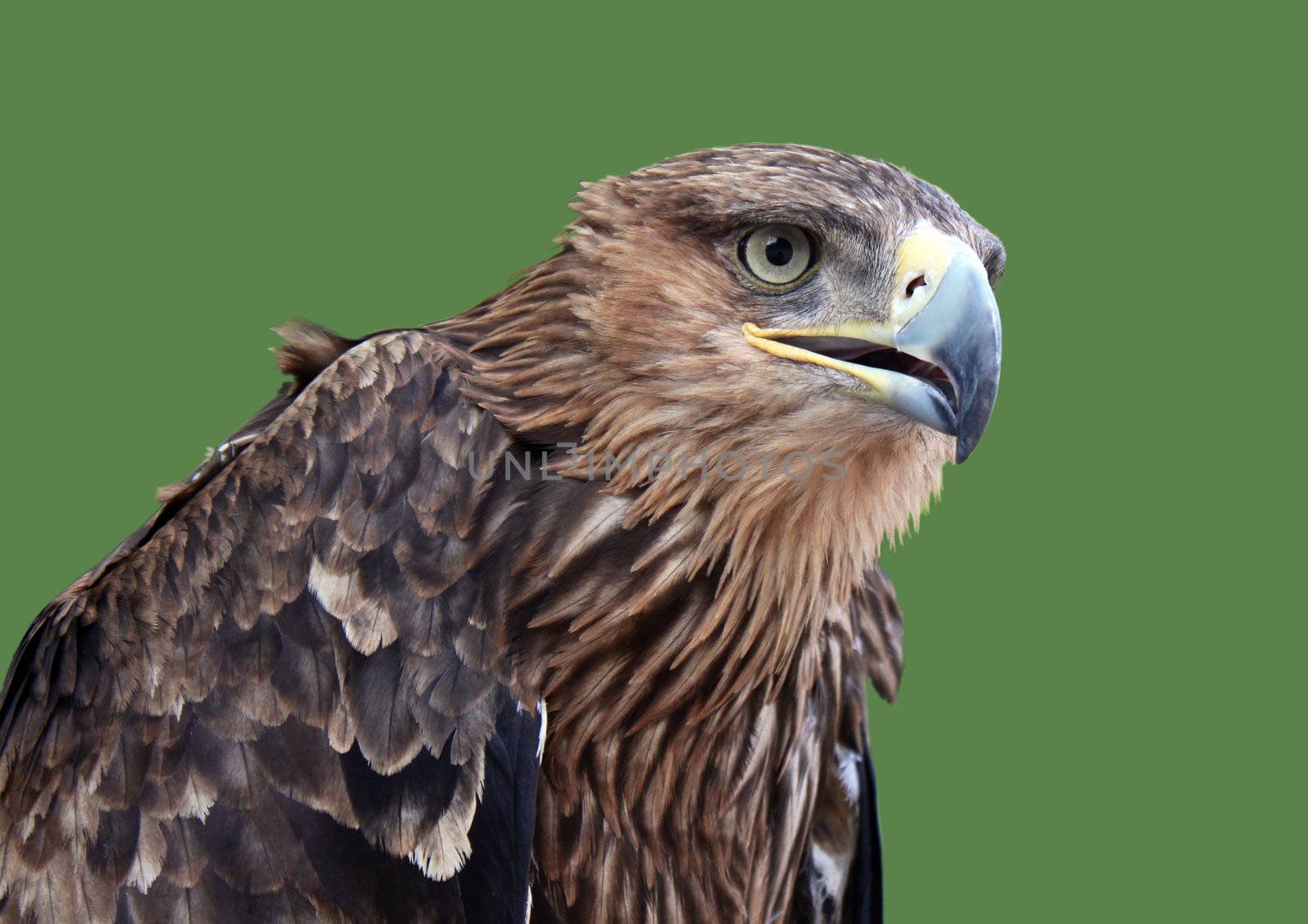 golden eagle over green background