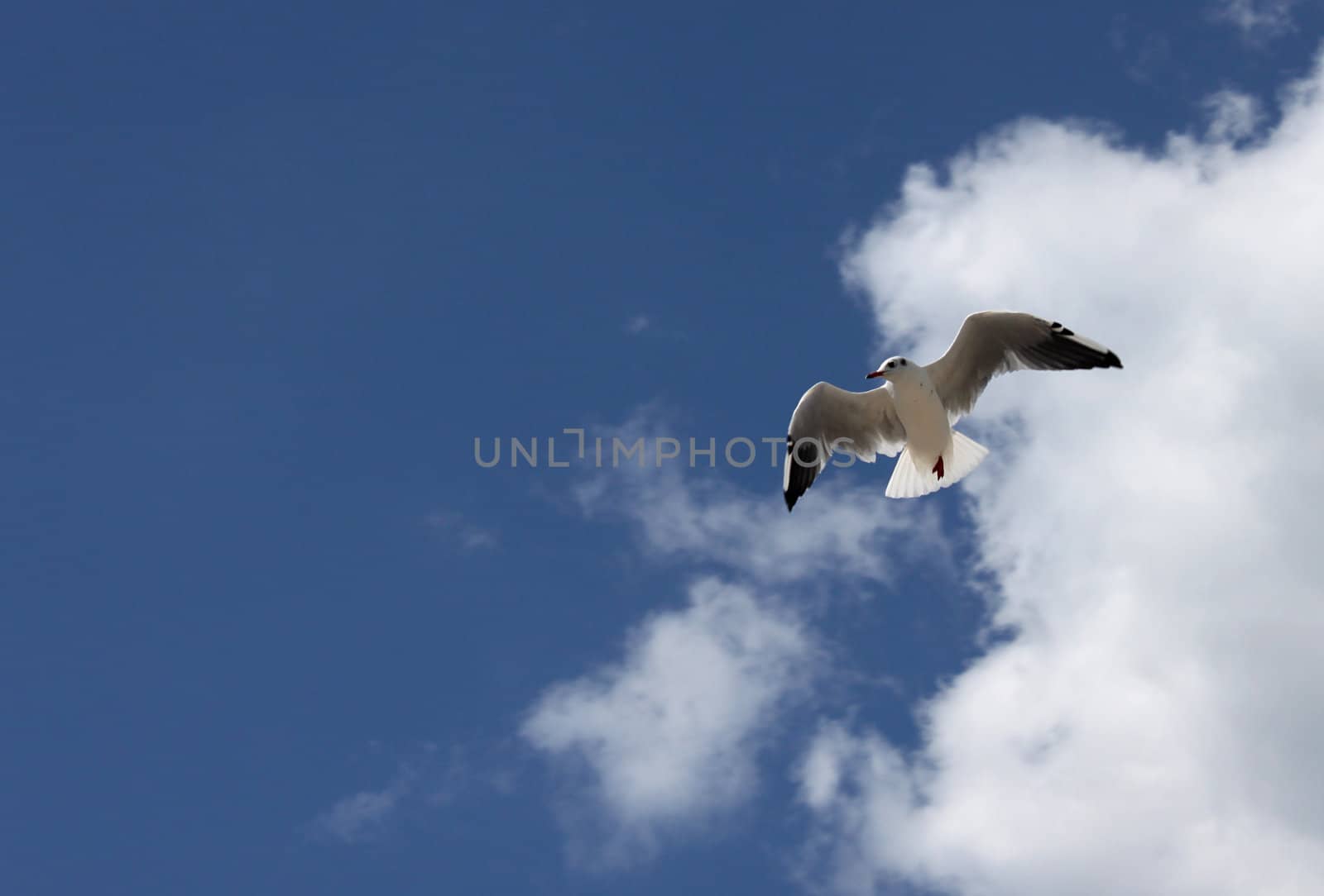 seagull in a blue sky with clouds