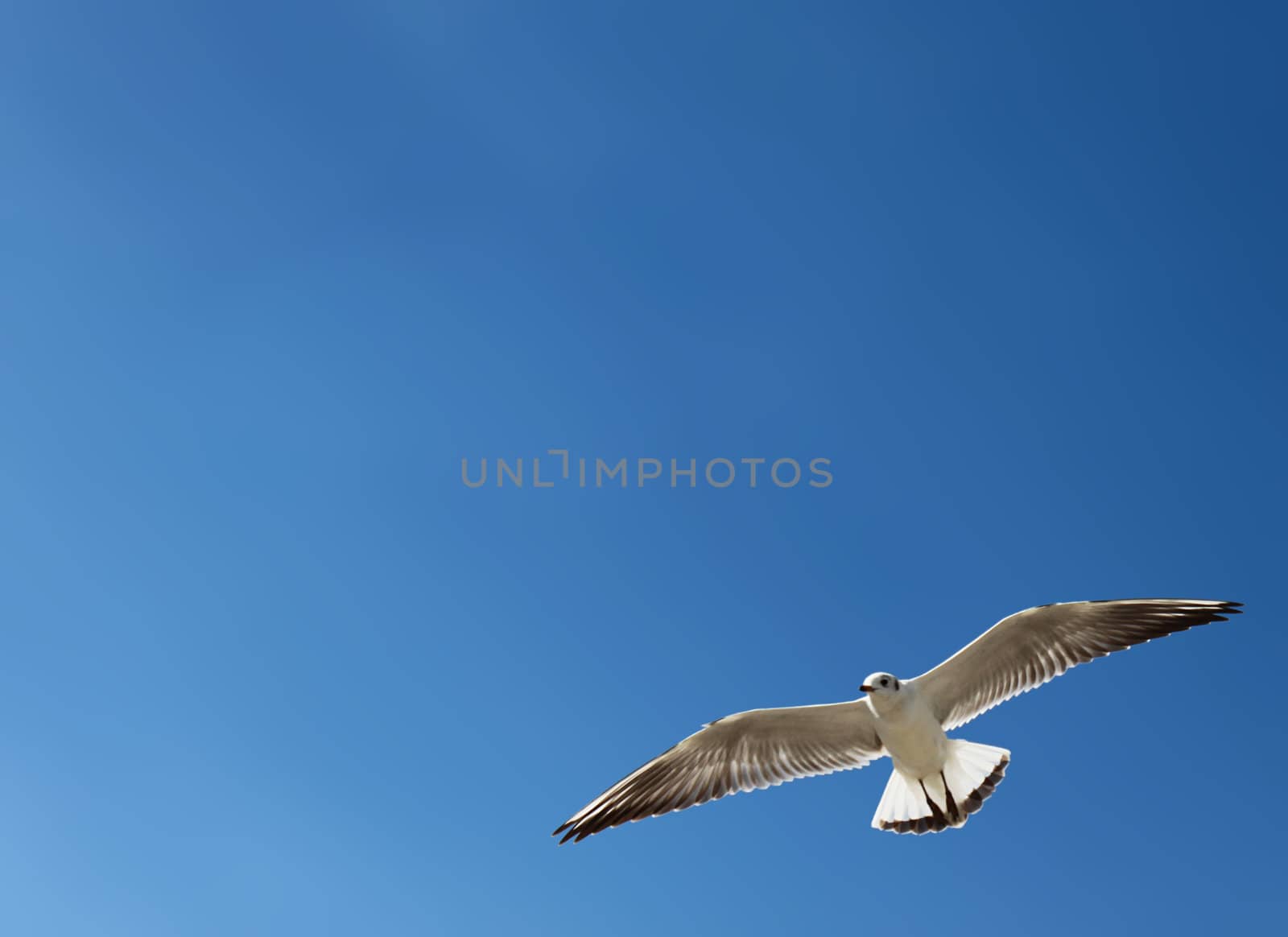 seagull in a  blue sky