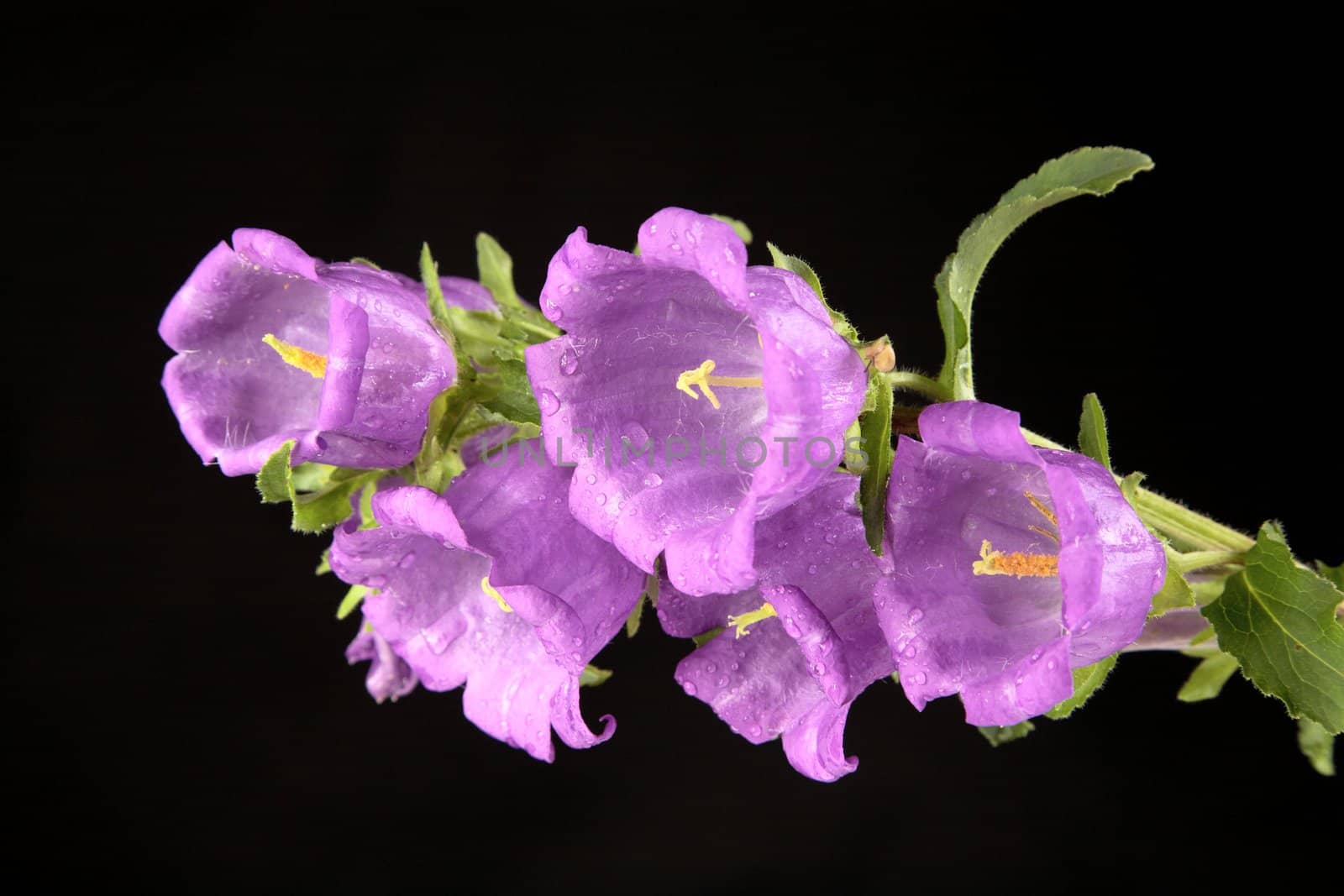 Violet campanula with water drops on a black background