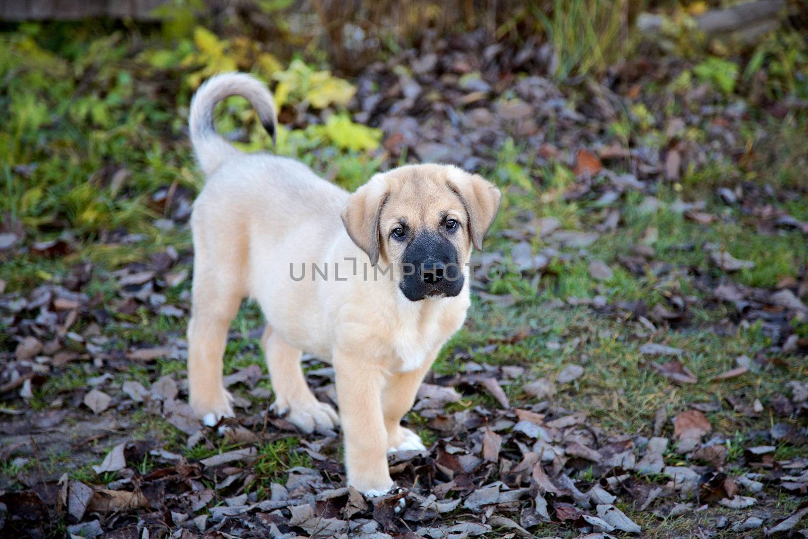 Puppy of the Spanish mastiff in square  