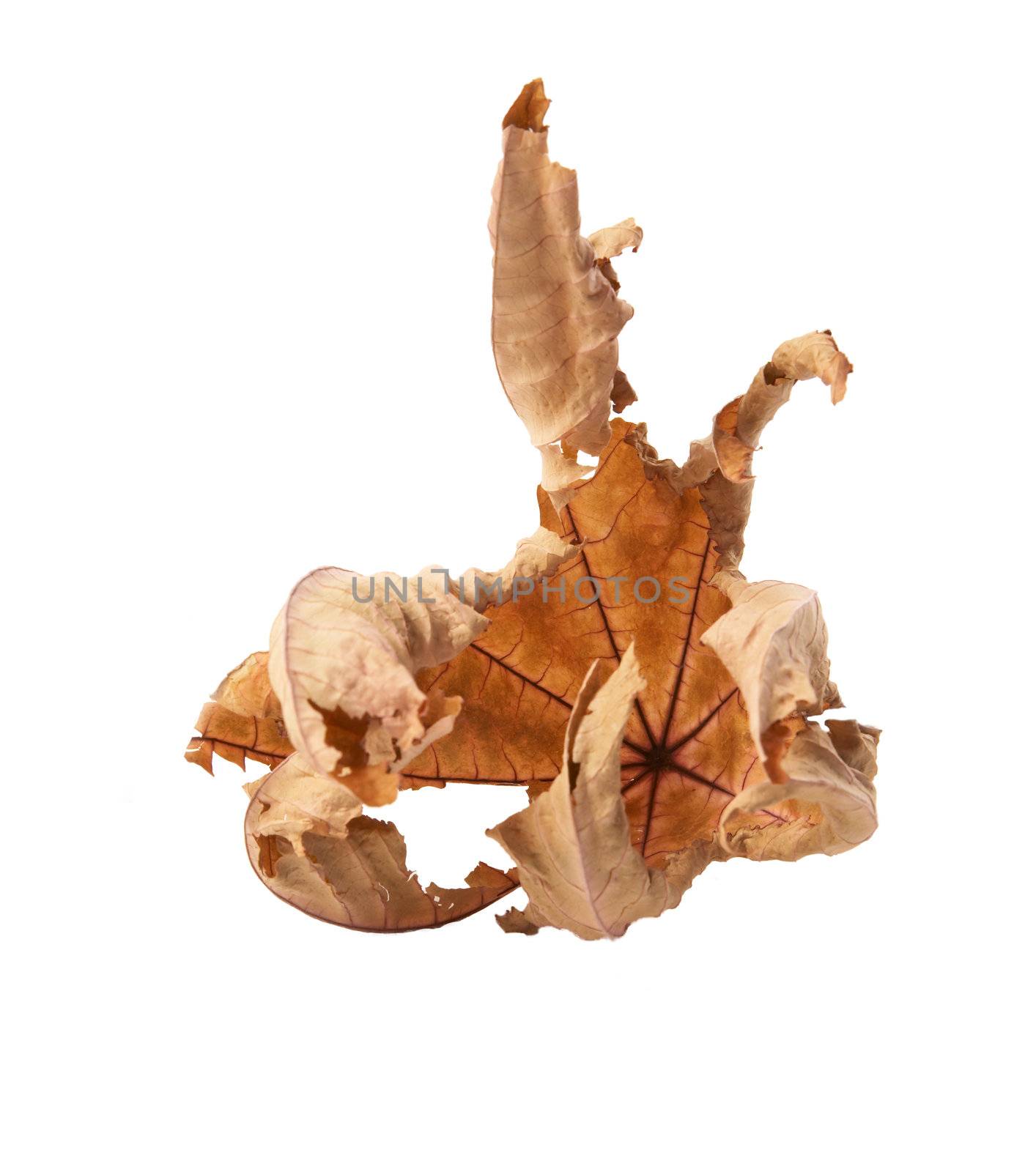 Dry leaf  isolated on a white background
