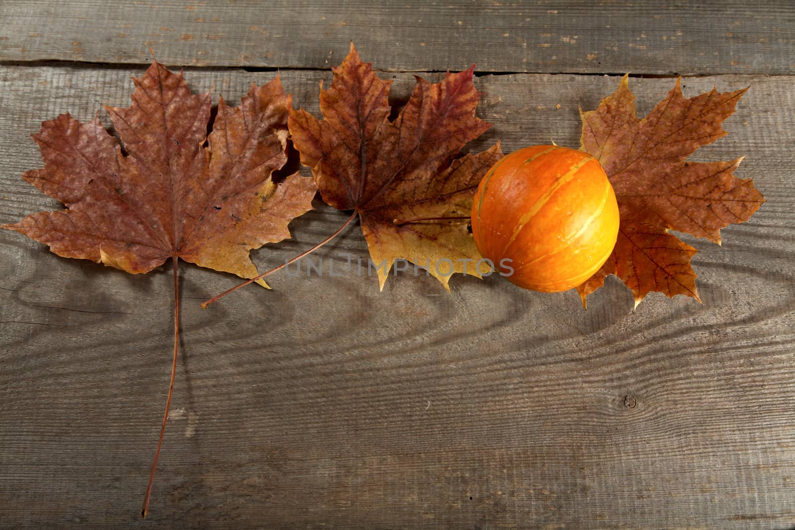 Dry leaves of  maple and pumpkin on a table from unplaned boards