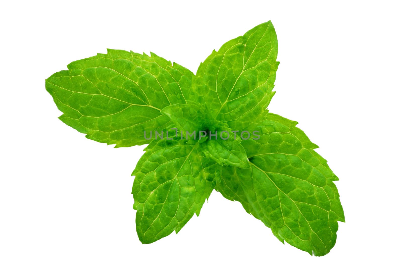 macrophotography of outbreaks of mint leaf trimmed and isolated