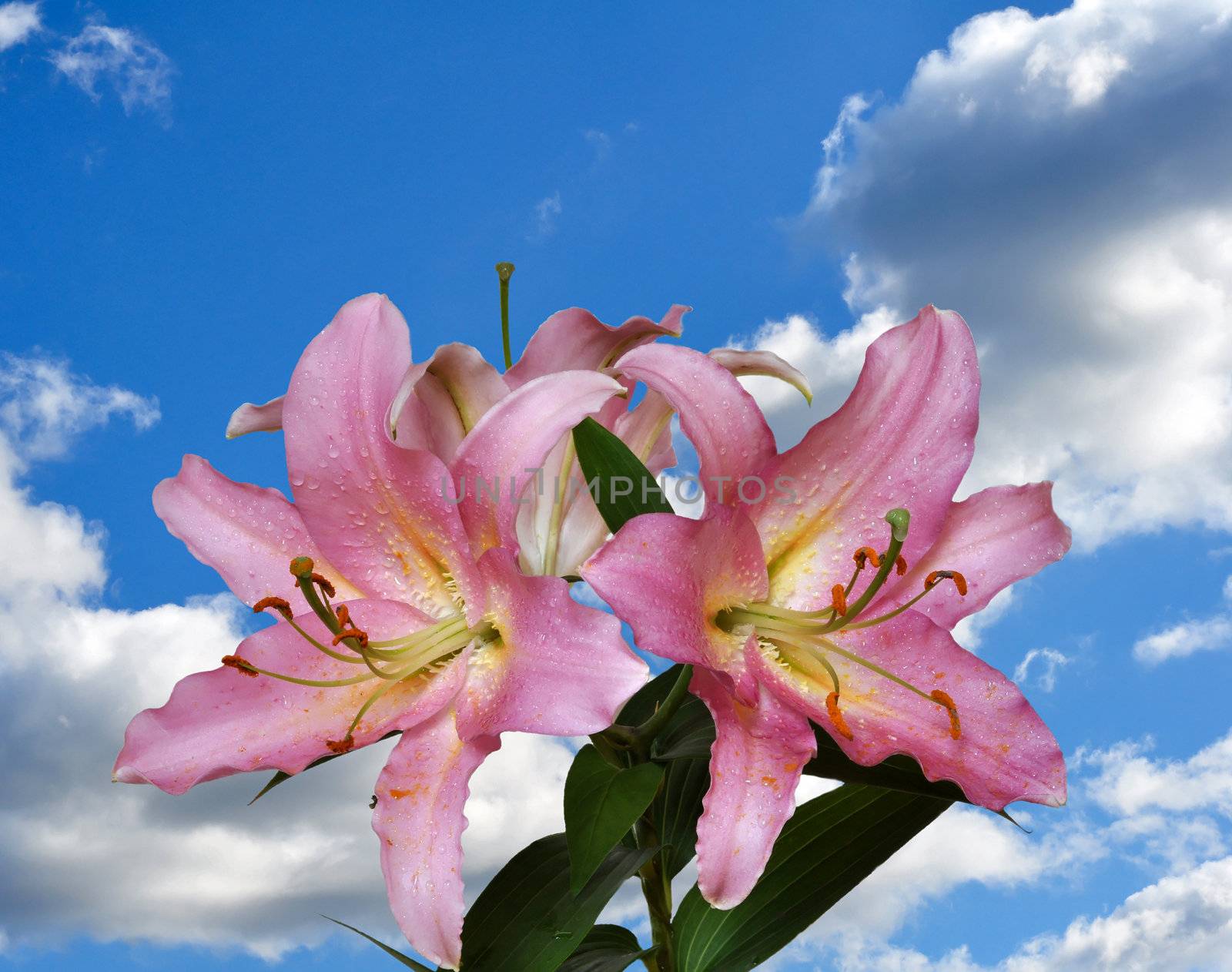 Lily flower against the blue sky with clouds