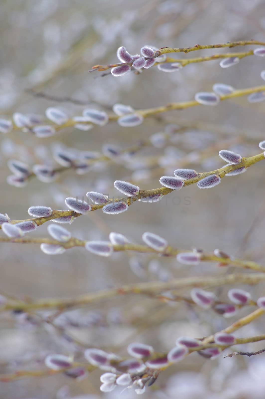 pussy willow branches - close-up on silver grey