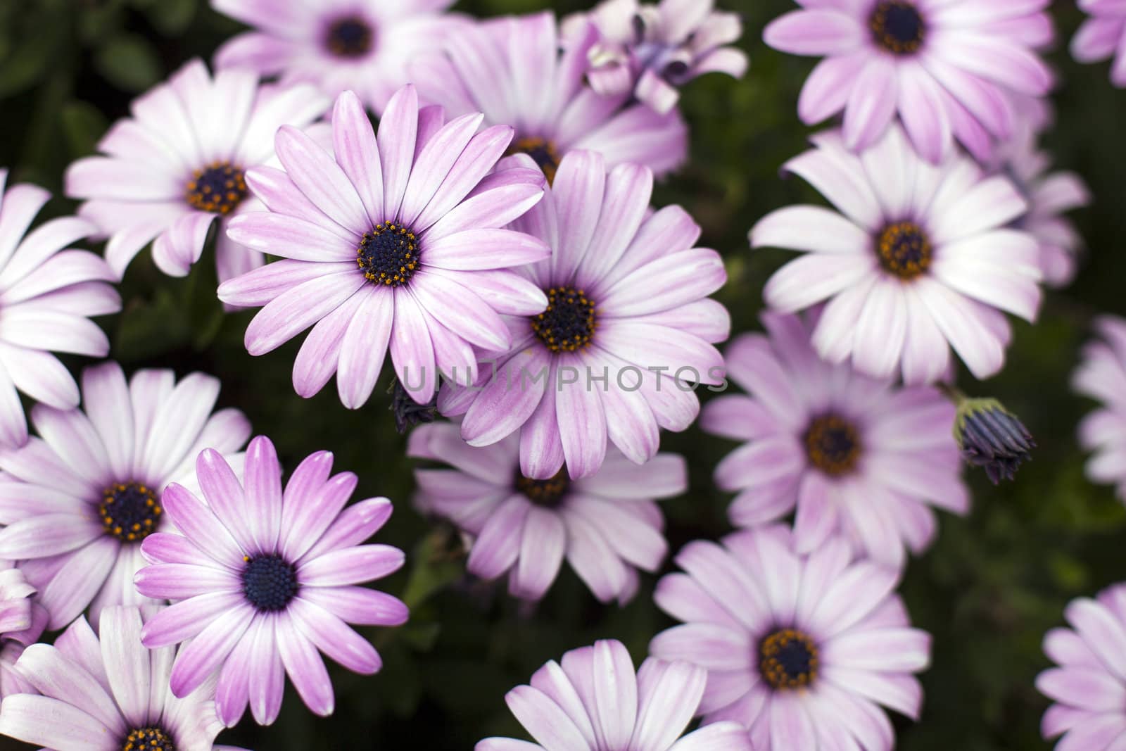 Group of vibrant purple daisies.