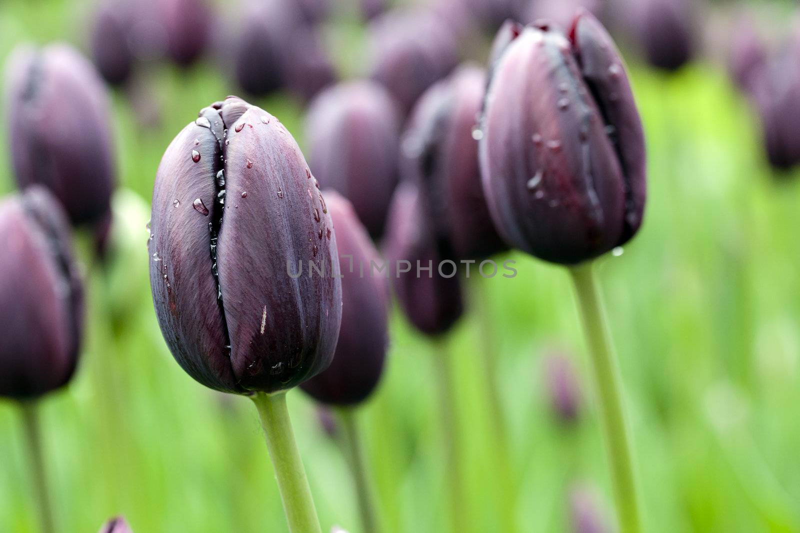 Purple tulip close up, also known as a black tulip.