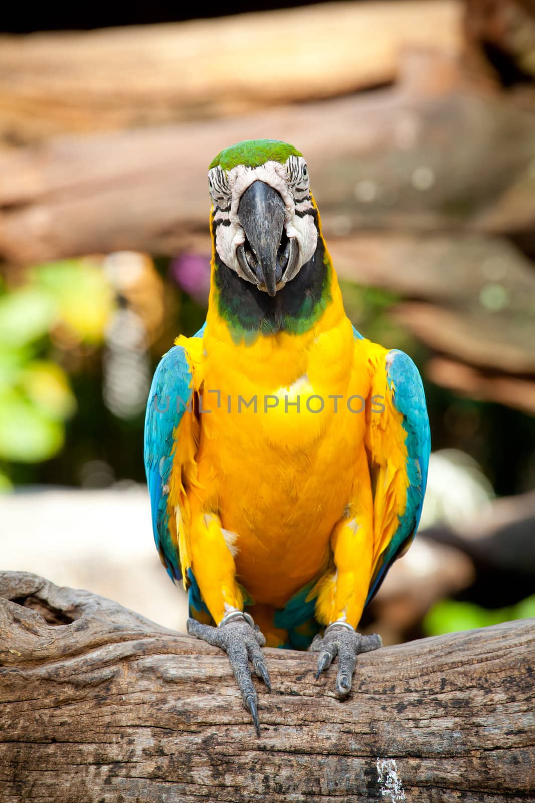 colorful macaw sitting in a tree