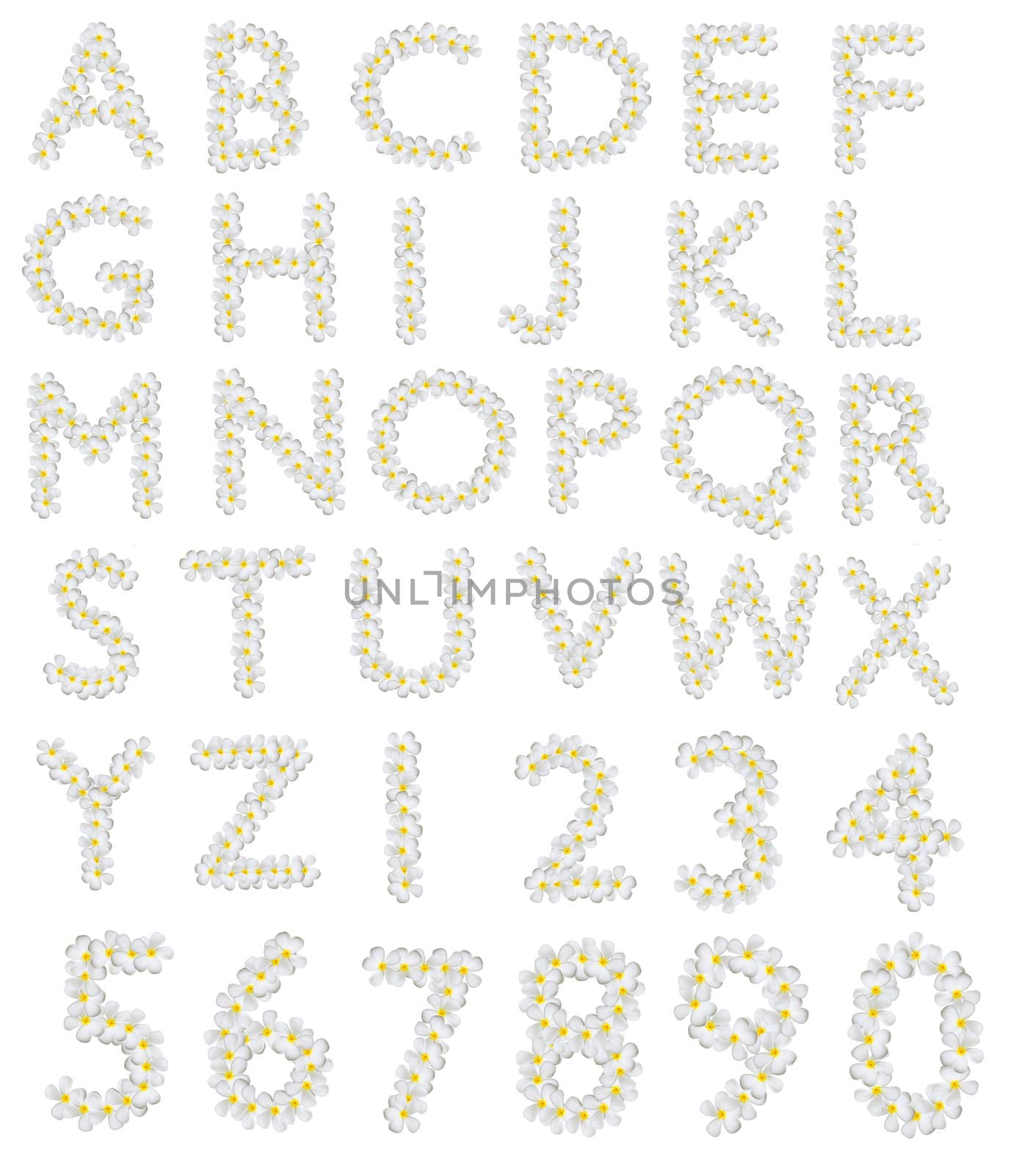 Plumeria alphabet on white background