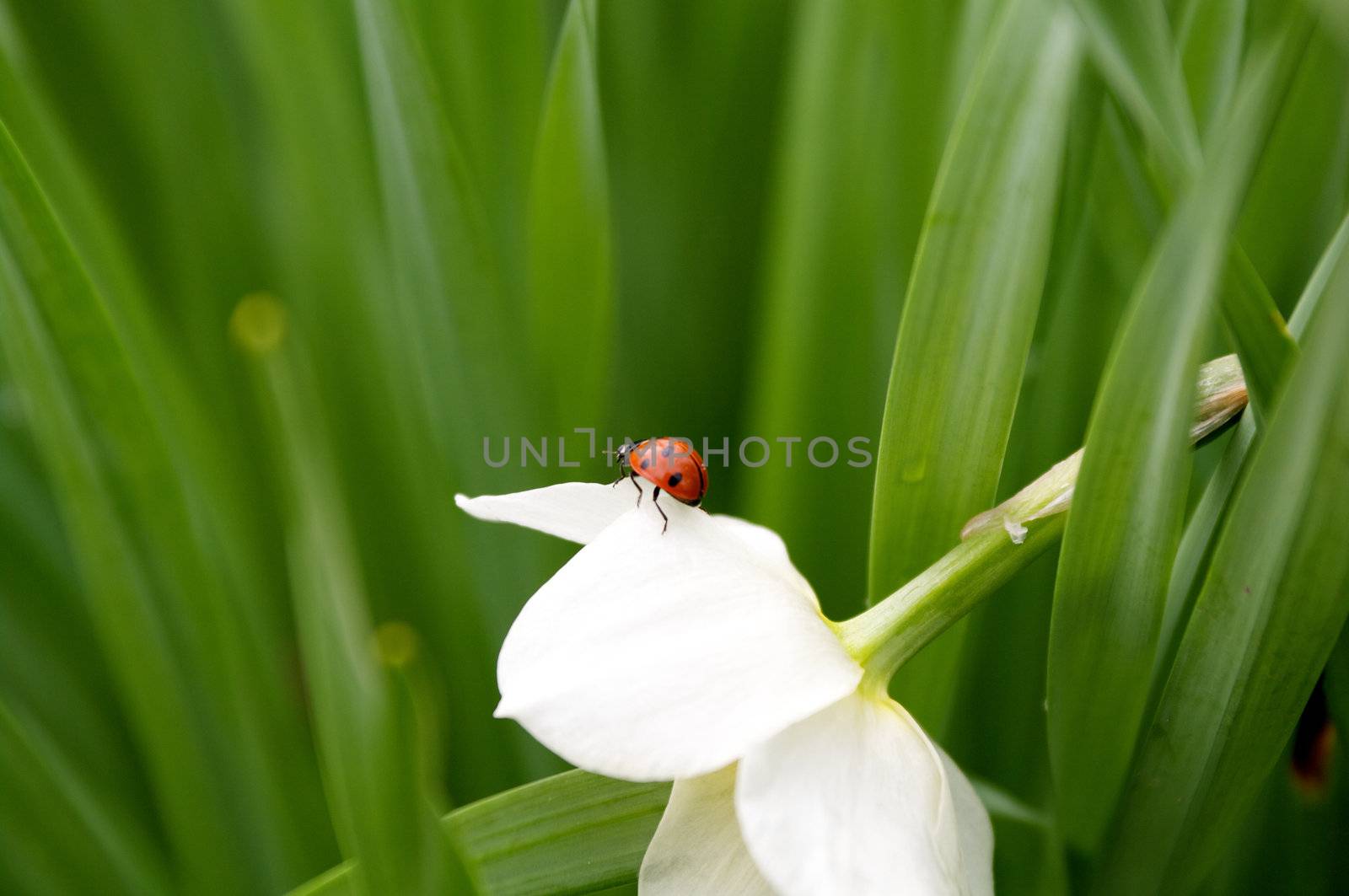 Ladybug on beautiful narcissus flower close up on green leaves background