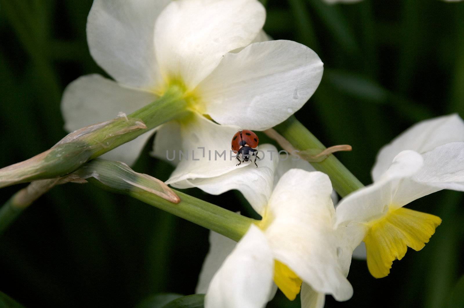 Ladybug into narcissus flowers in natural environment